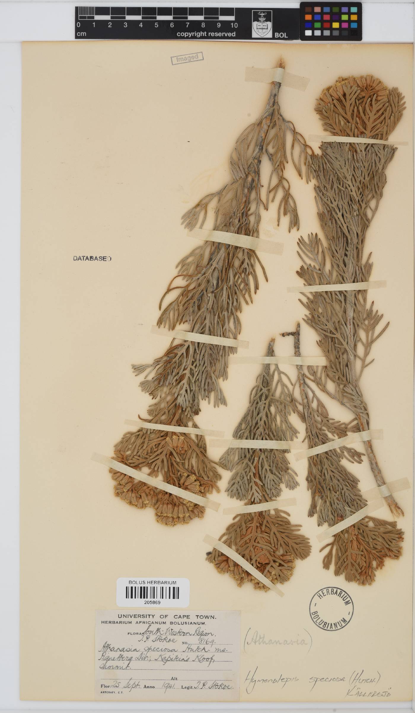 Hymenolepis speciosa image