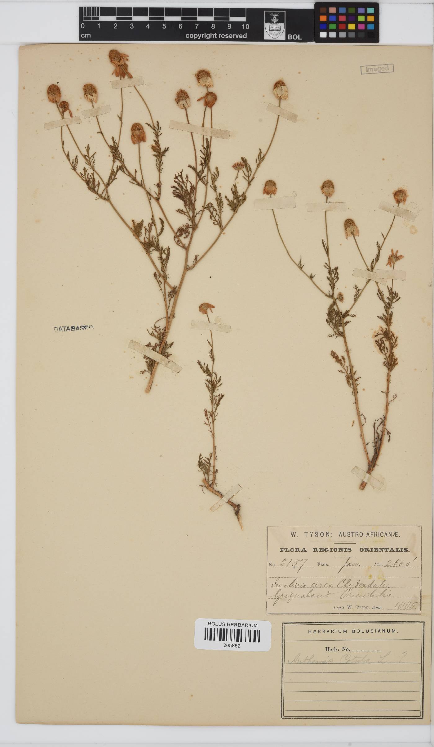 Anthemis cotula image