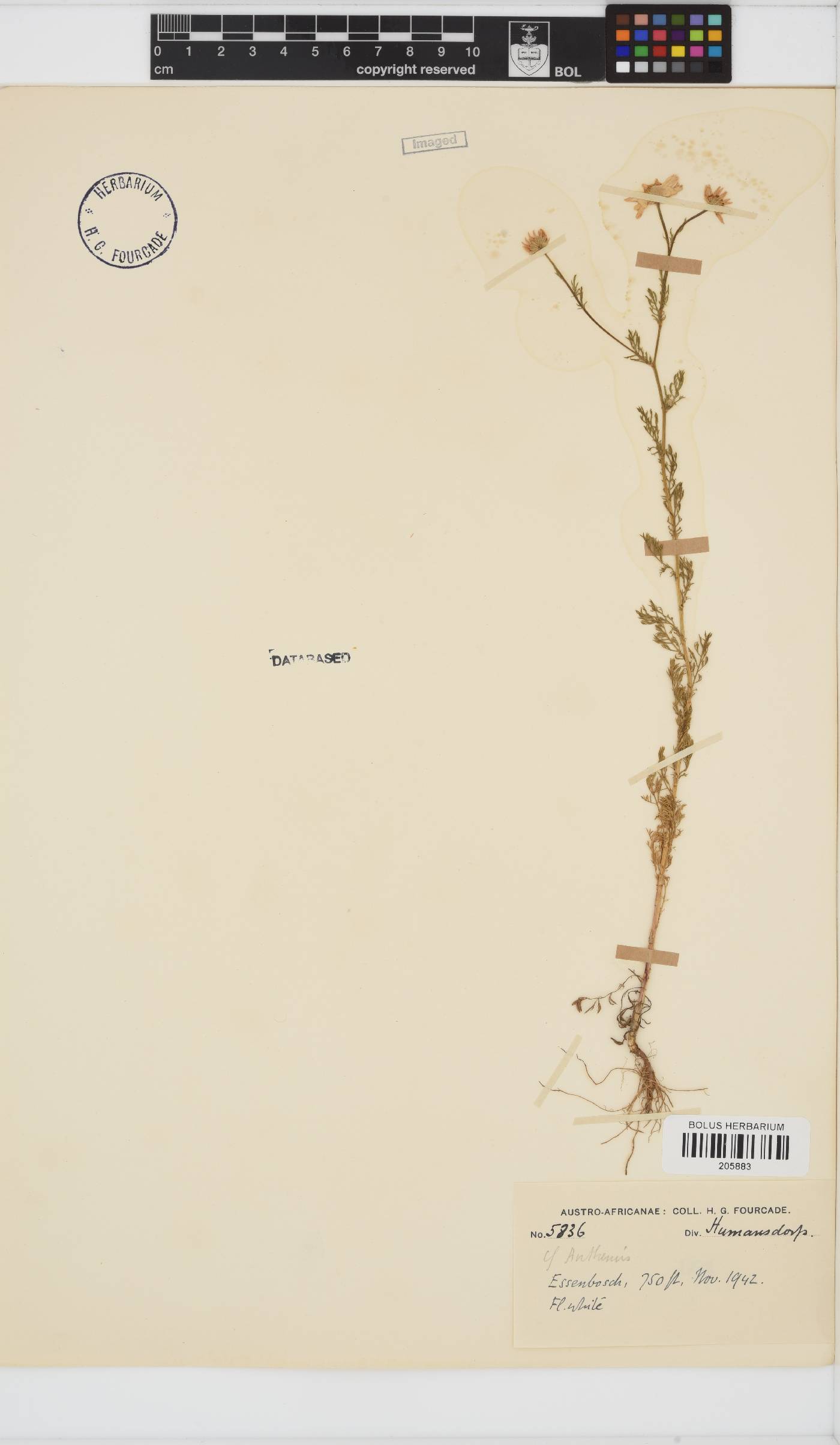 Anthemis cotula image