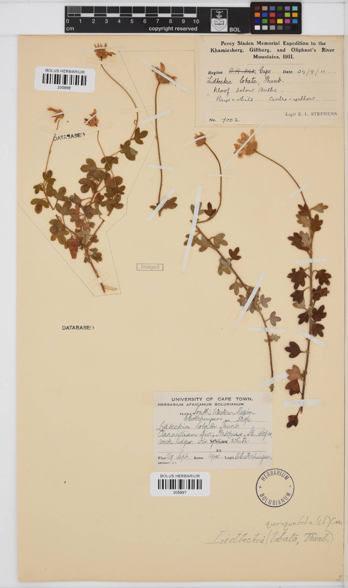 Lidbeckia image