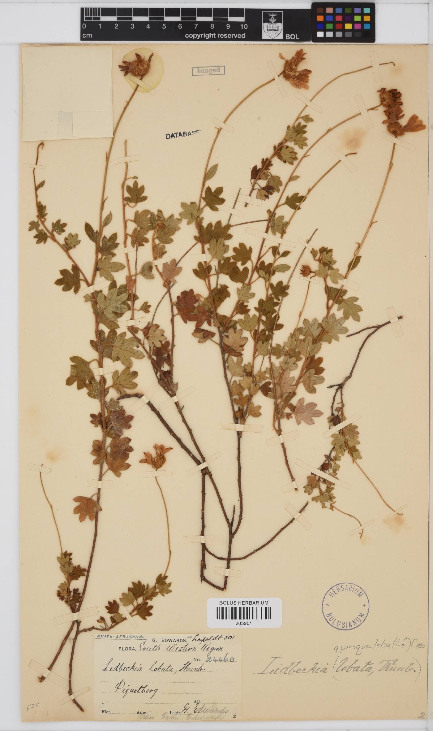 Lidbeckia quinqueloba image