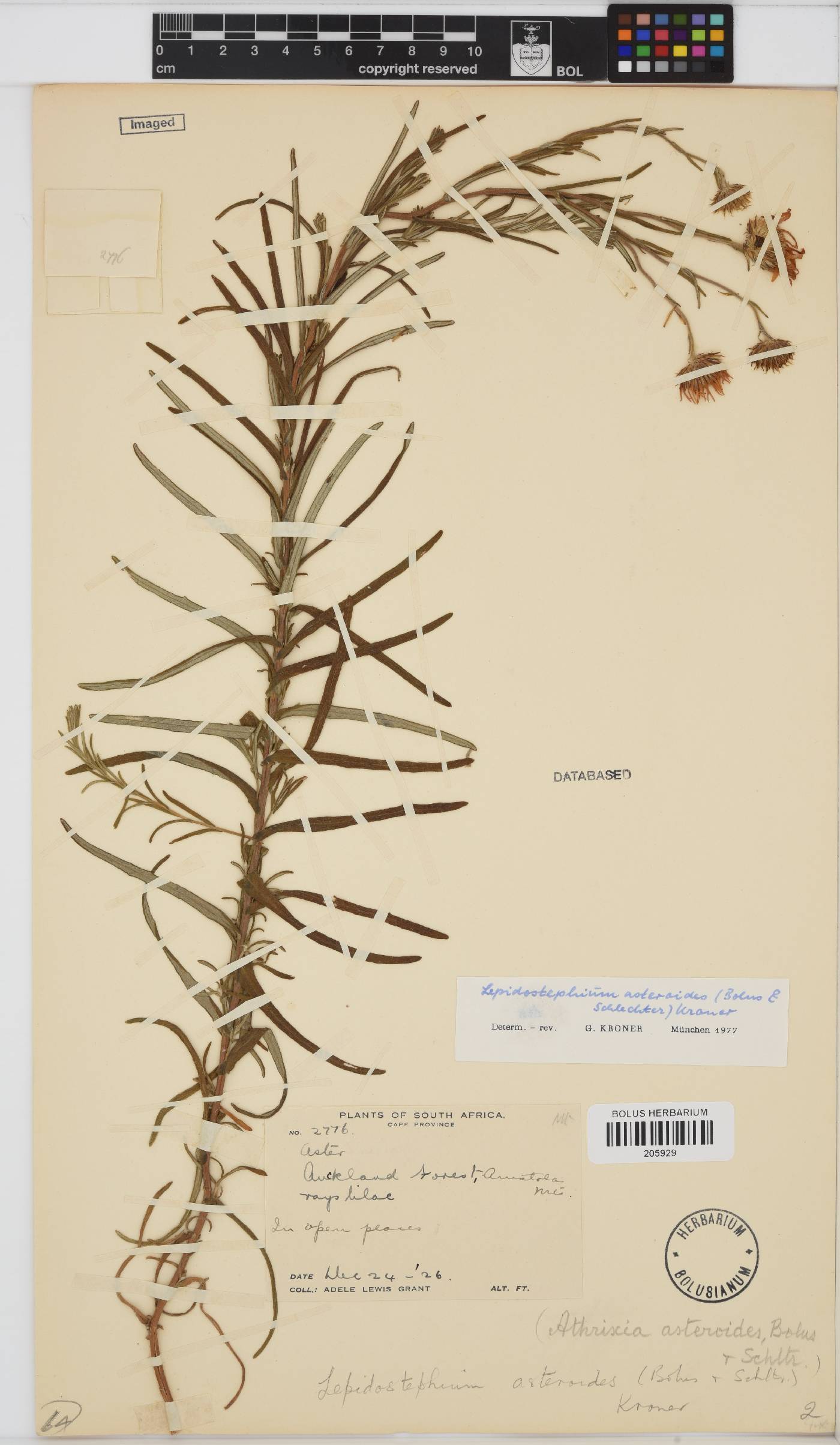 Lepidostephium image