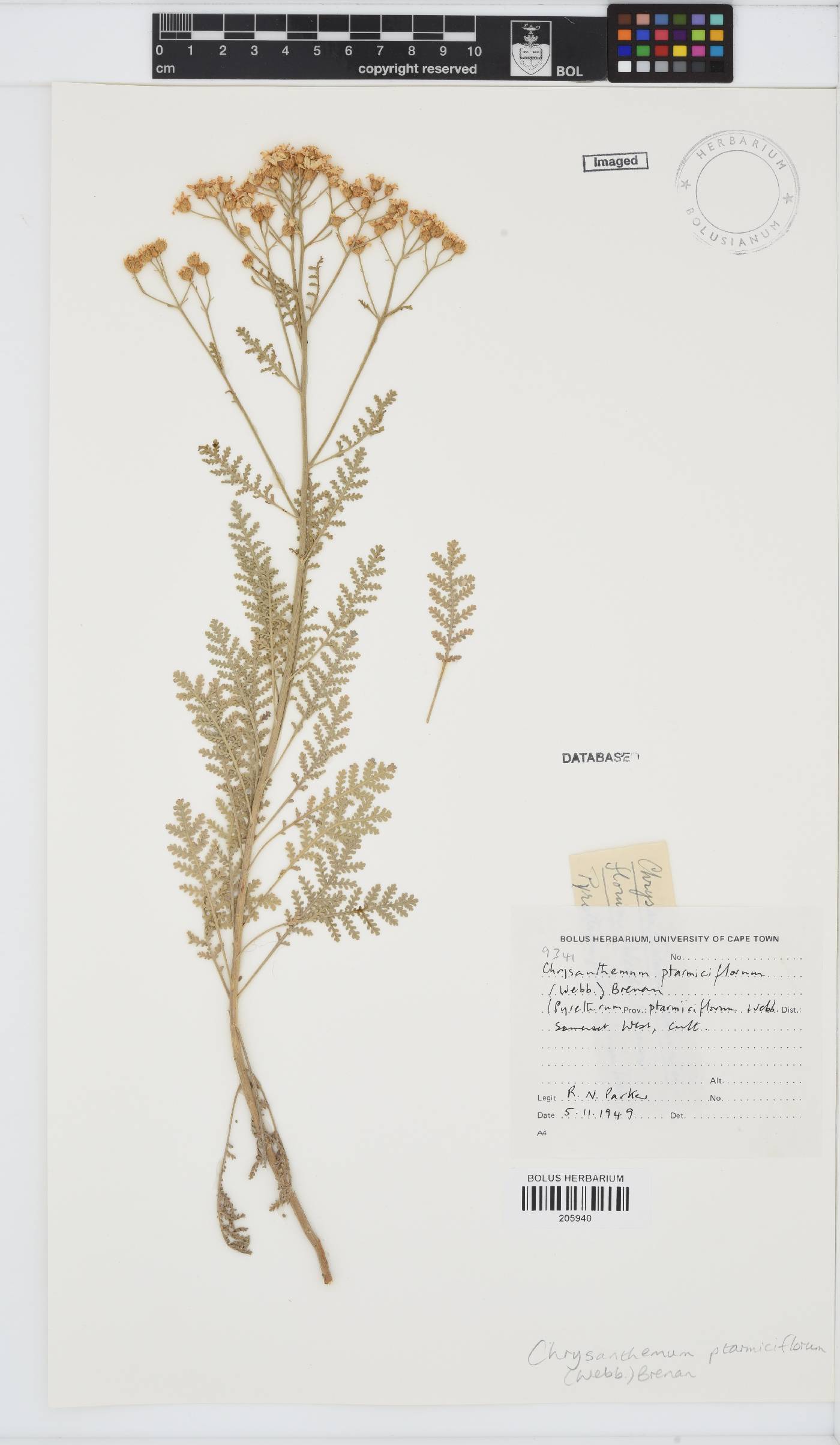 Gonospermum ptarmiciflorum image