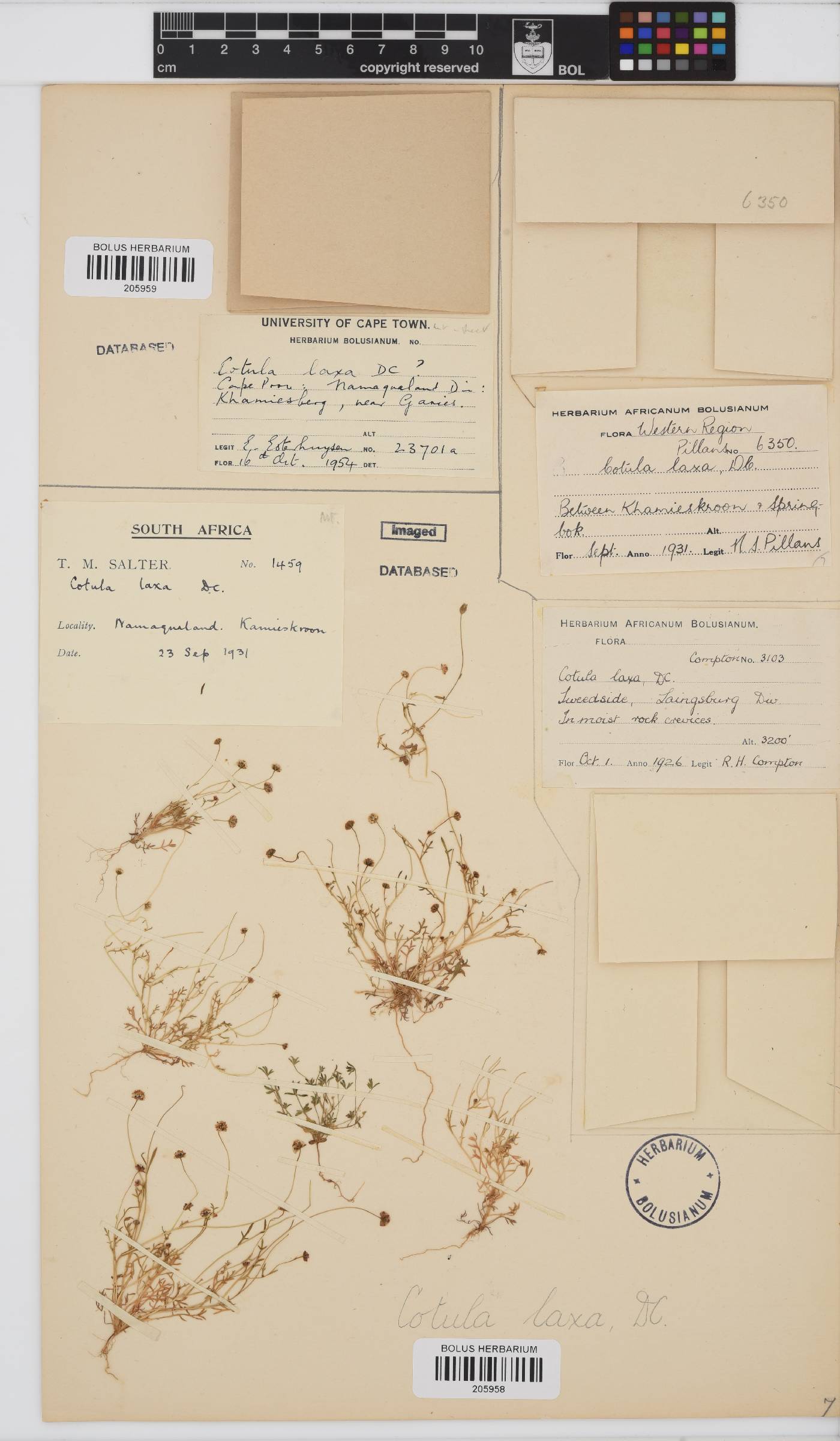 Cotula laxa image