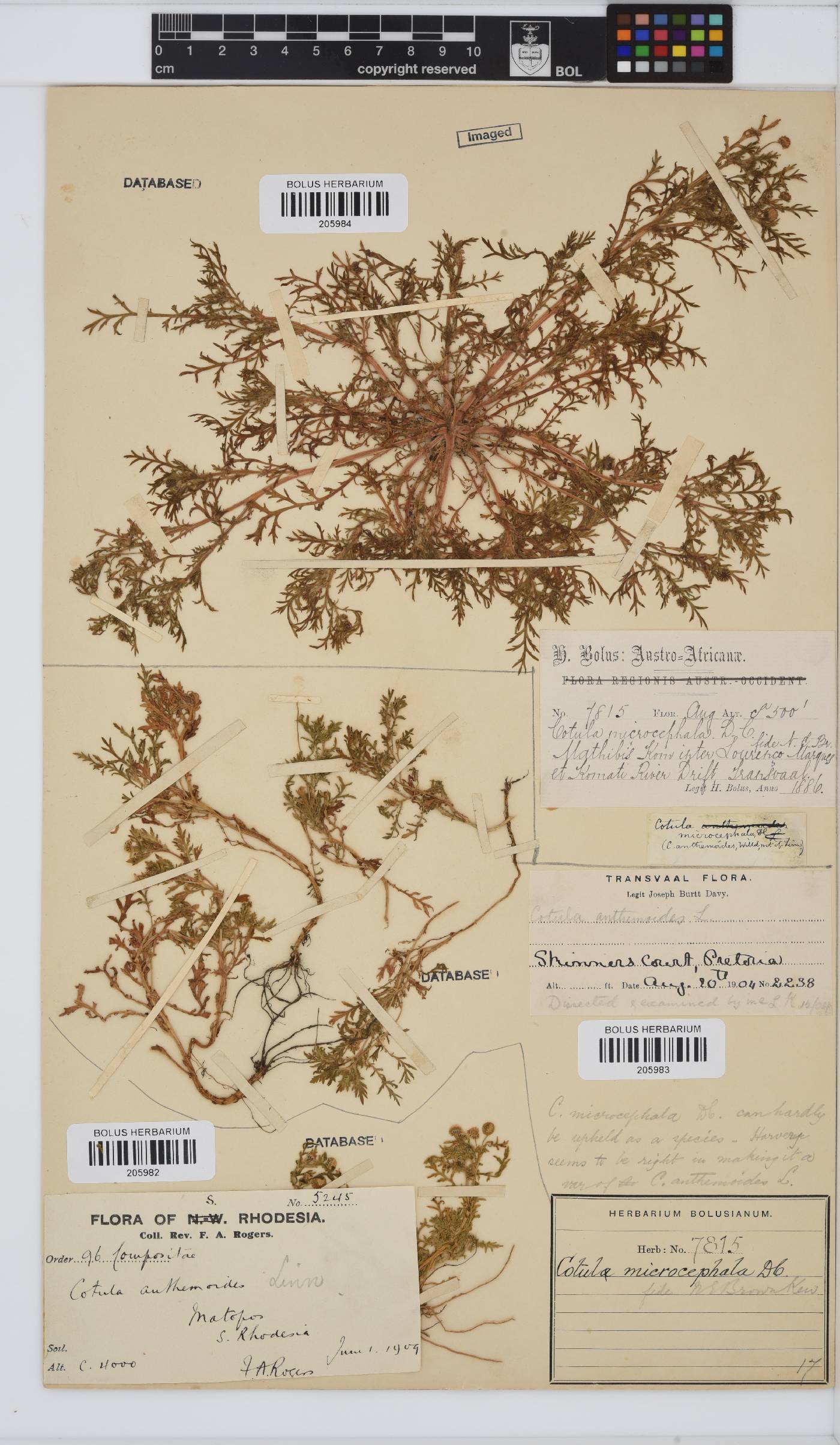 Cotula anthemoides image