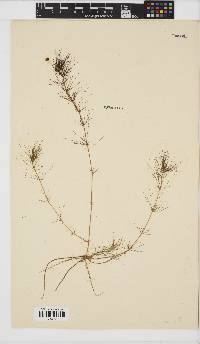 Cotula myriophylloides image