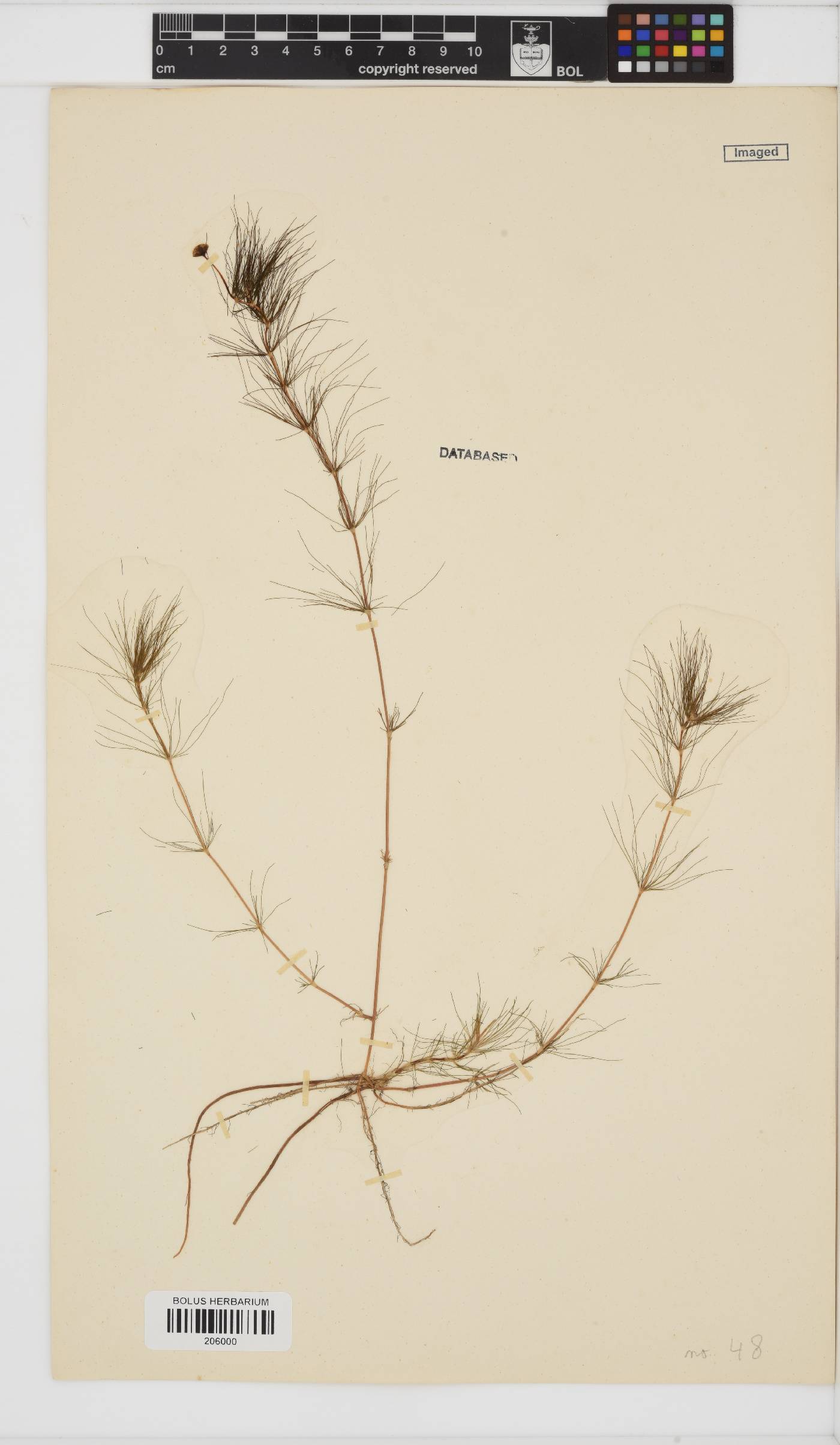 Cotula myriophylloides image