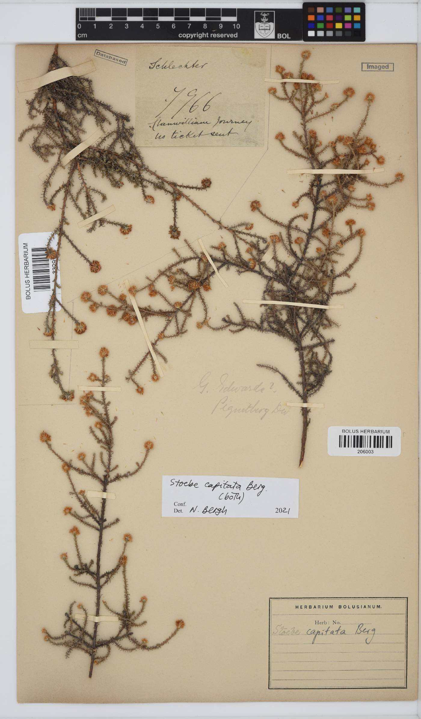 Stoebe capitata image