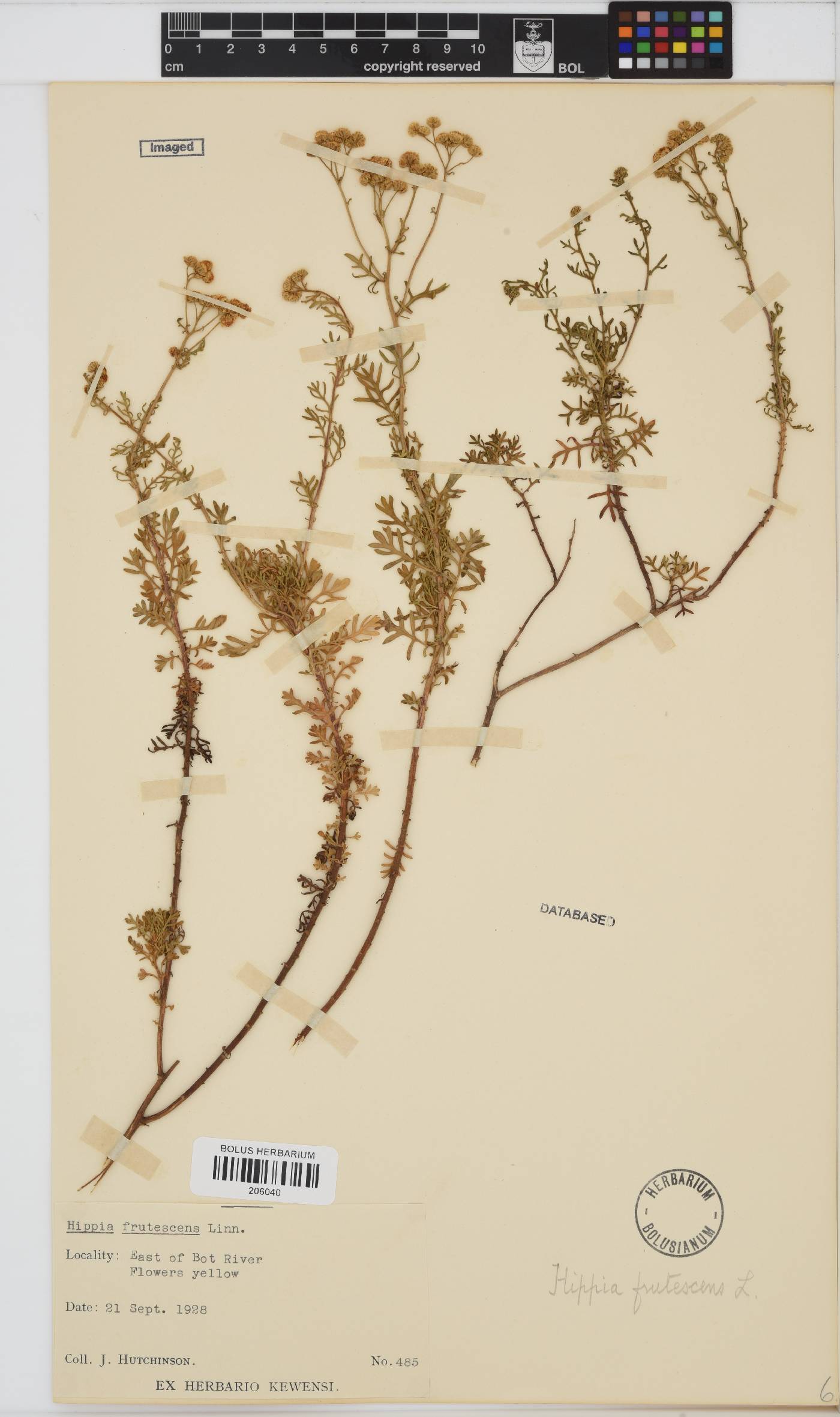 Hippia frutescens image