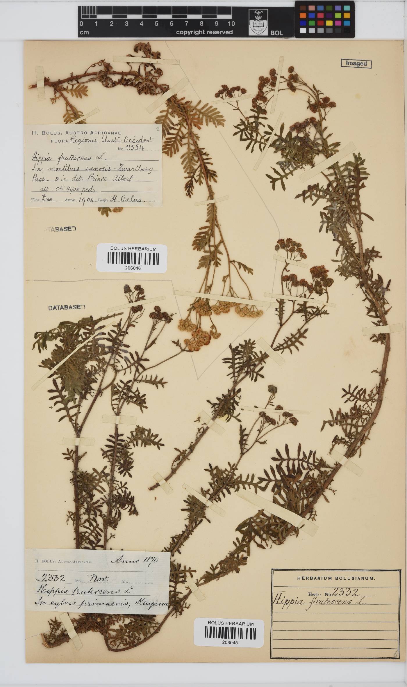 Hippia frutescens image