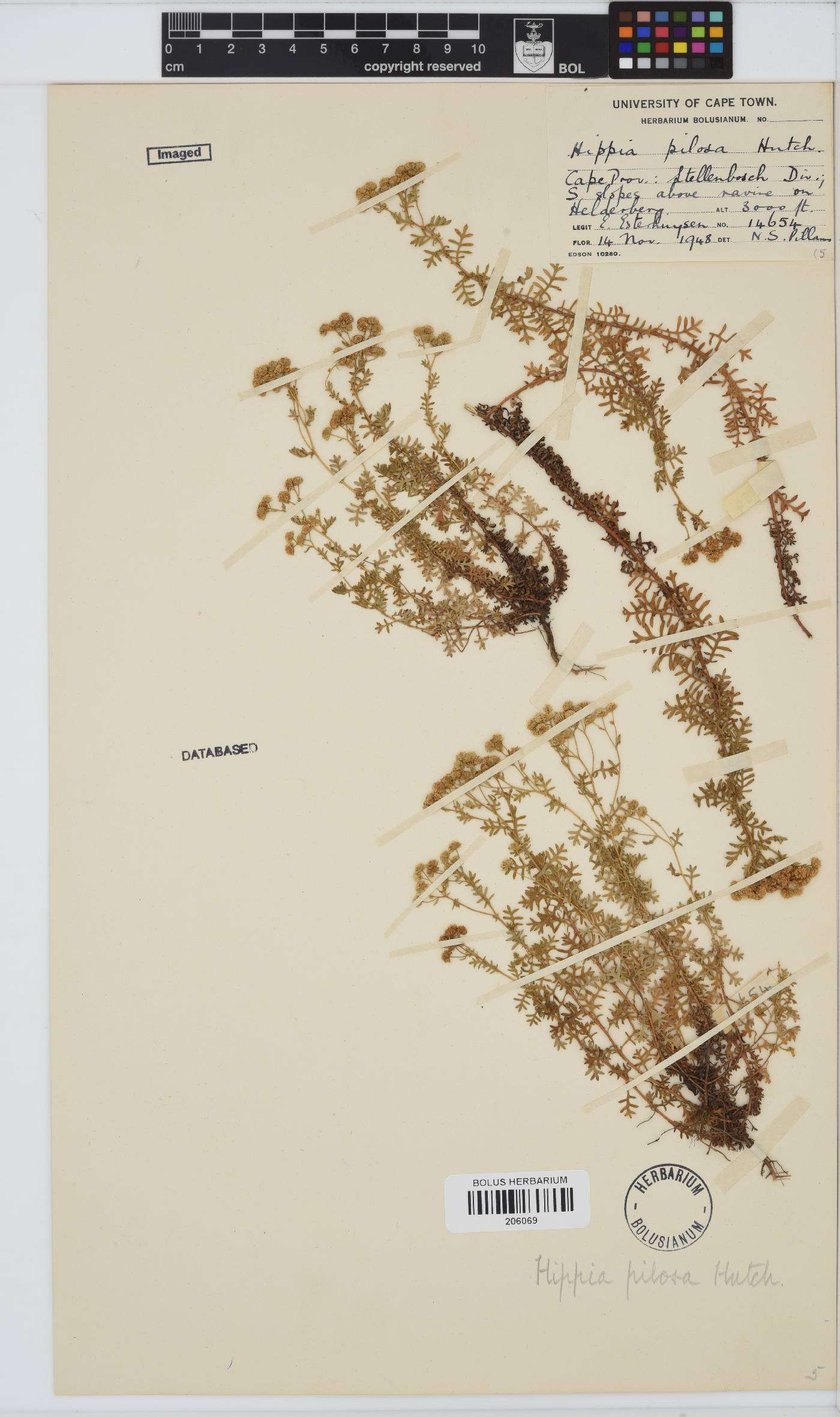 Hippia pilosa image