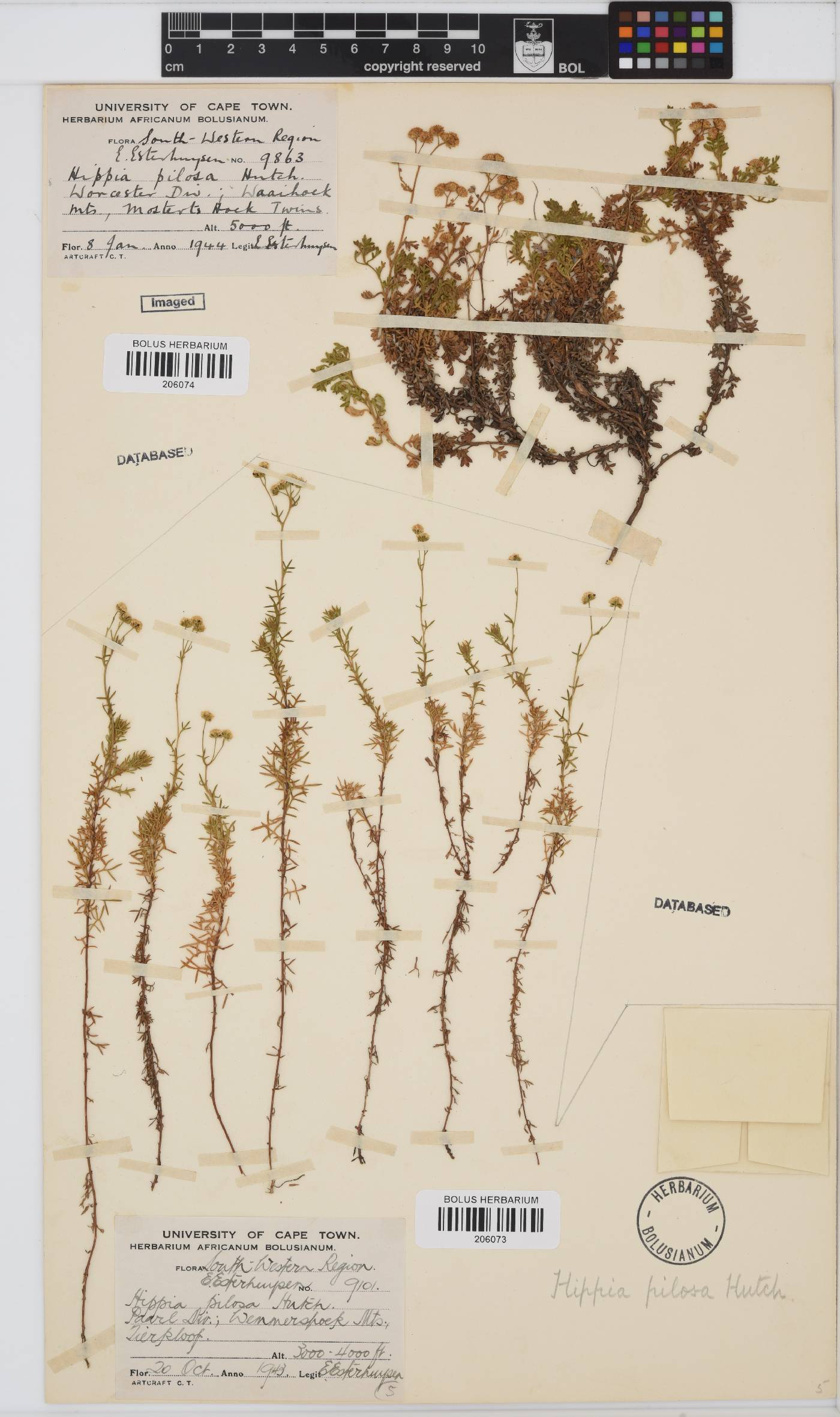 Hippia pilosa image