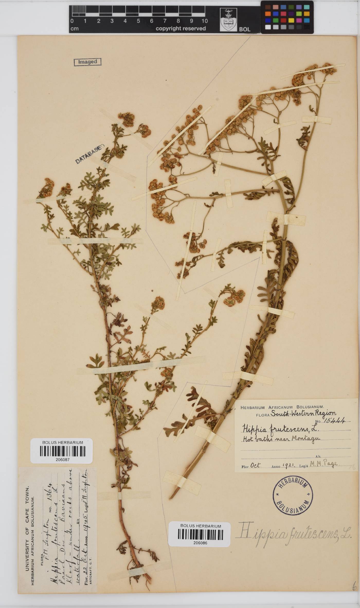Hippia frutescens image