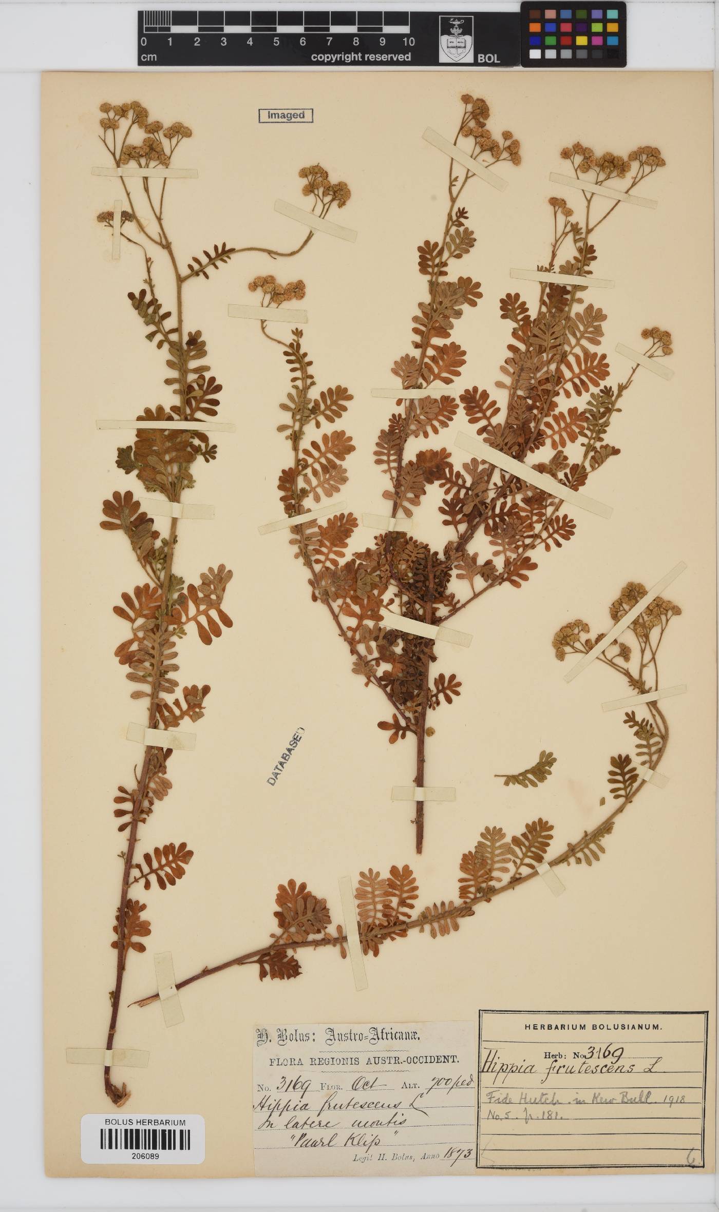 Hippia frutescens image