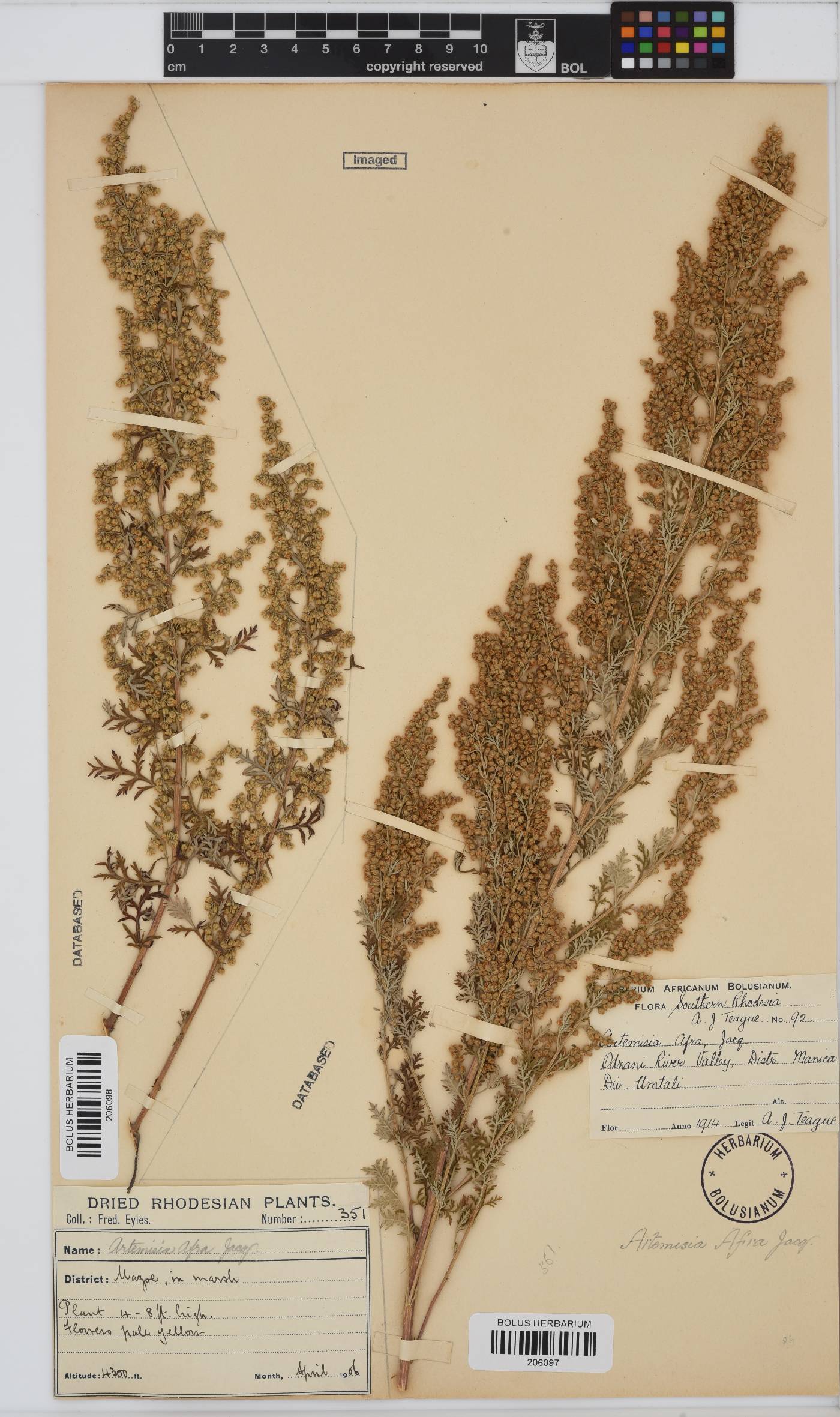 Artemisia afra image