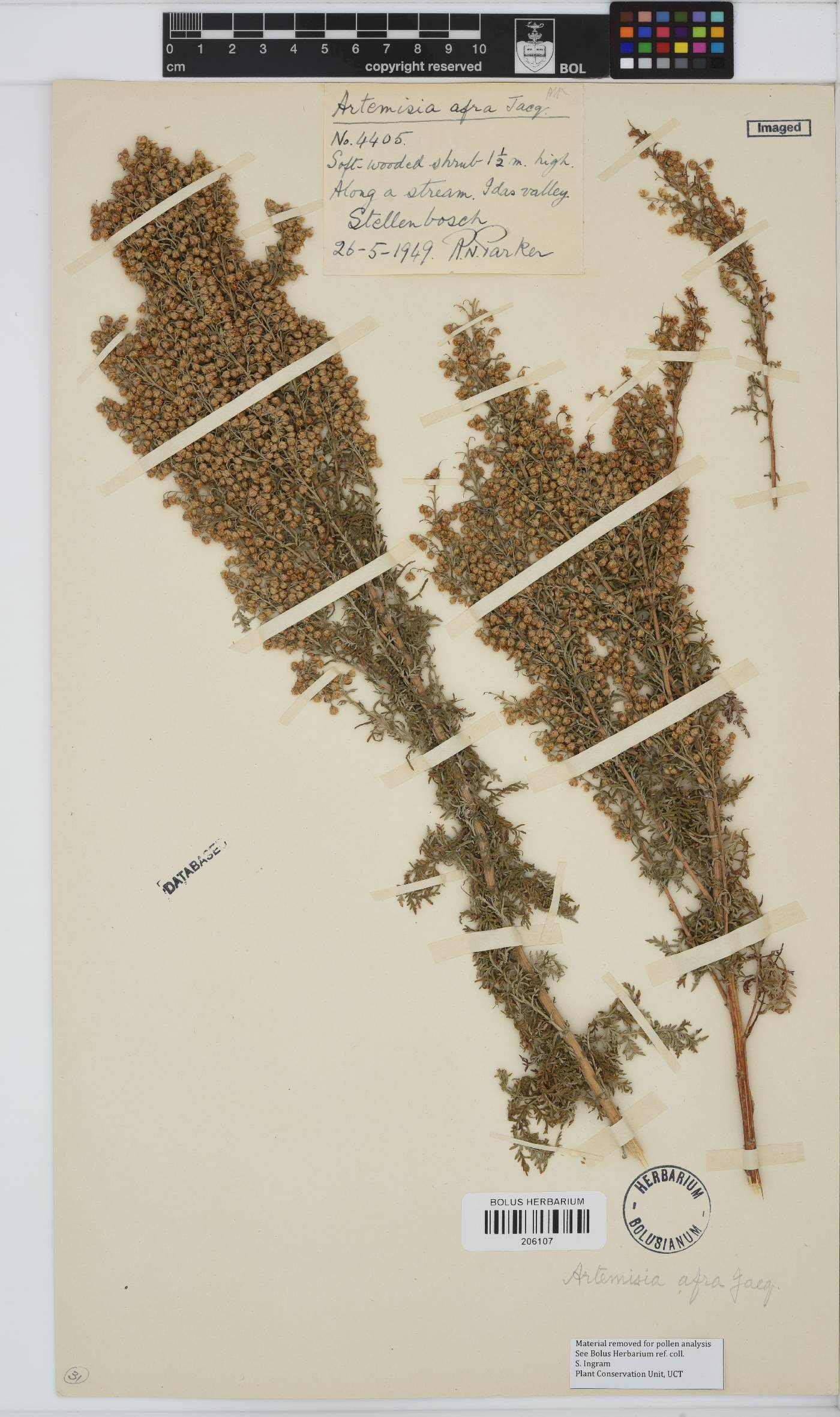 Artemisia afra image
