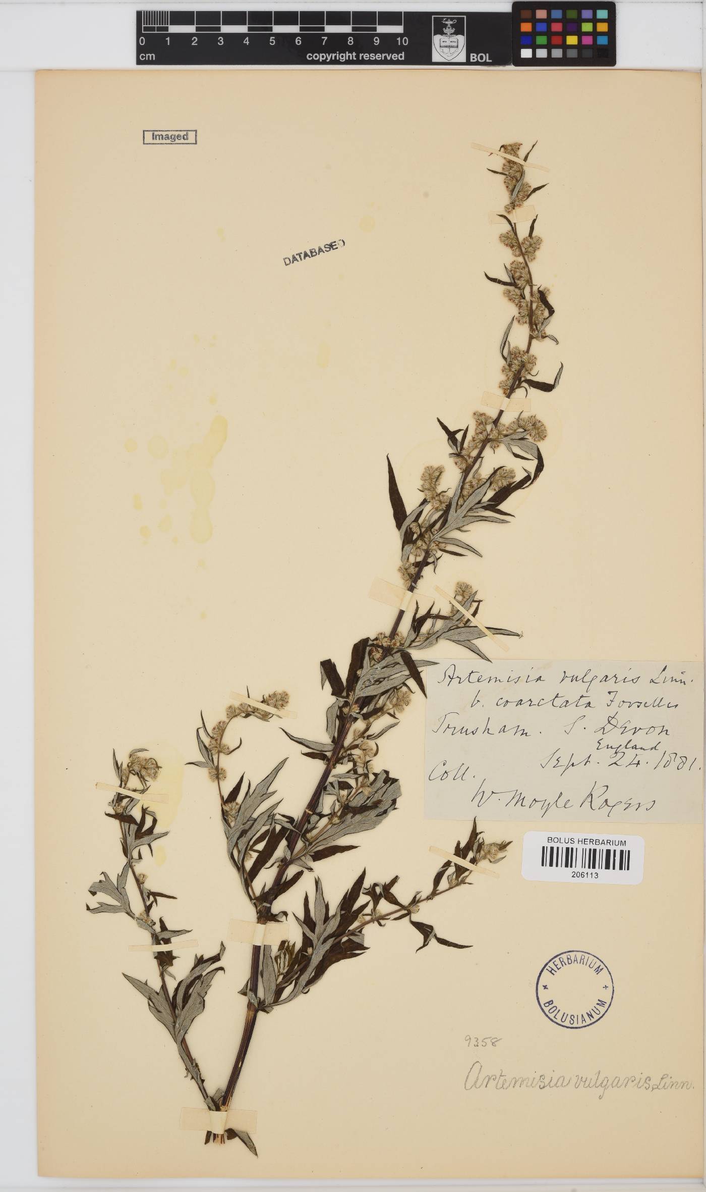 Artemisia vulgaris image