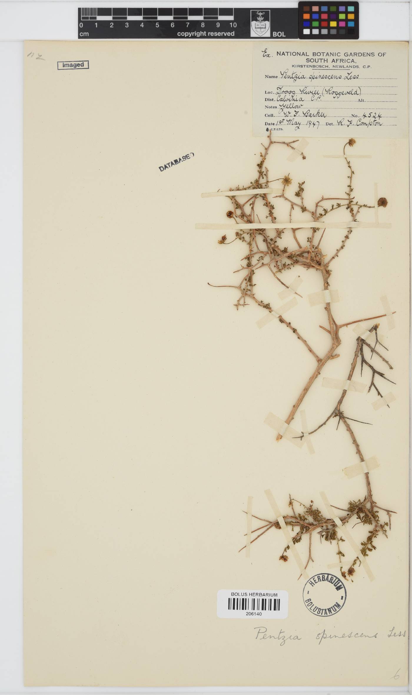 Pentzia spinescens image