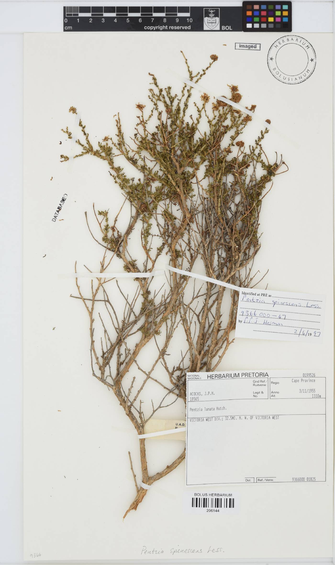 Pentzia spinescens image