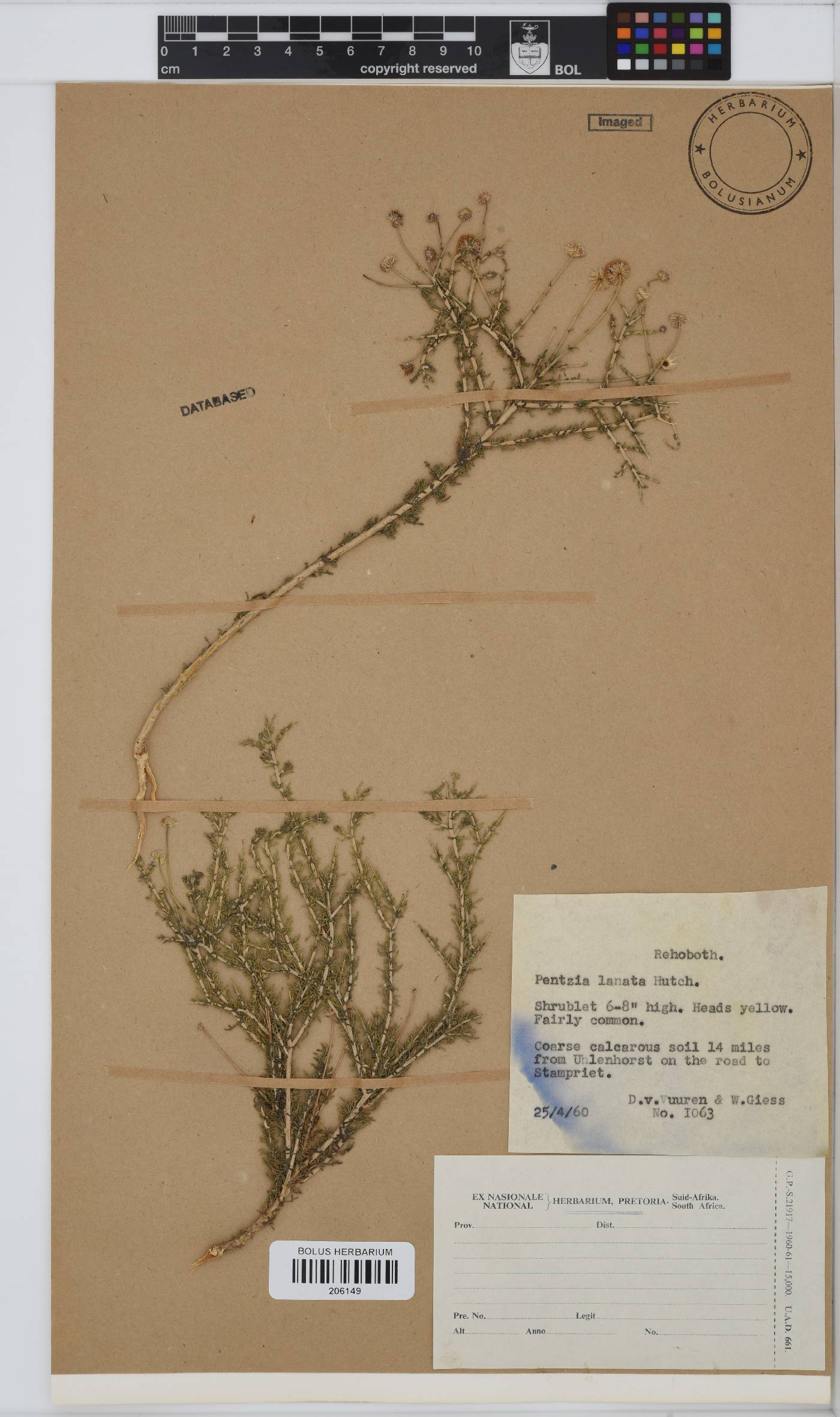 Pentzia spinescens image