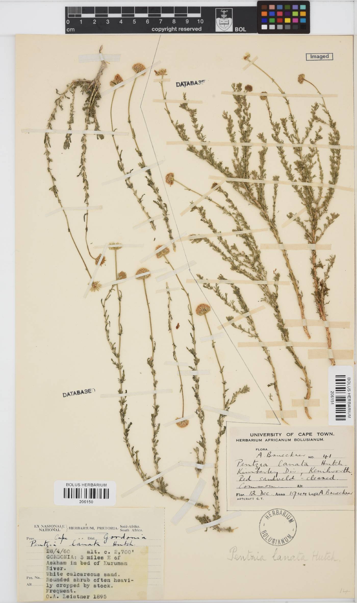 Pentzia spinescens image