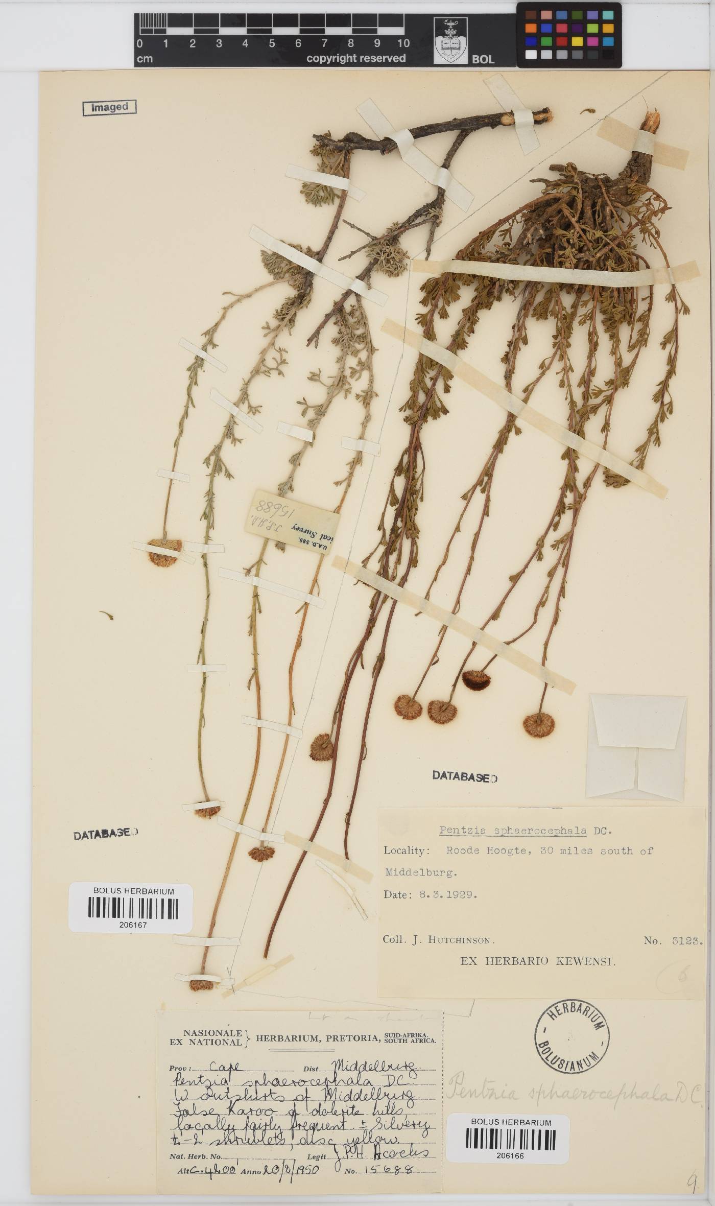 Pentzia sphaerocephala image