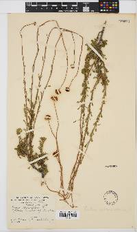 Pentzia sphaerocephala image