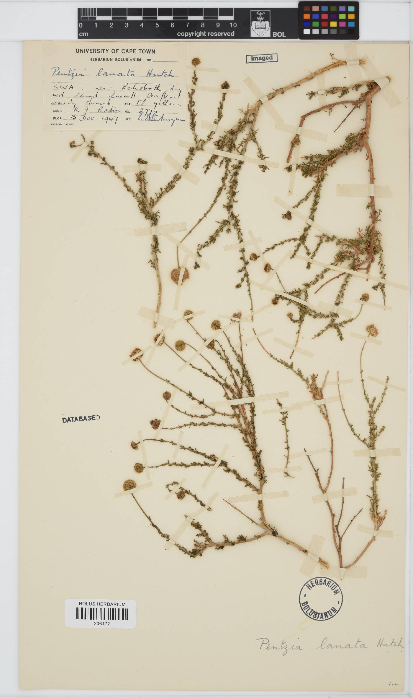 Pentzia spinescens image
