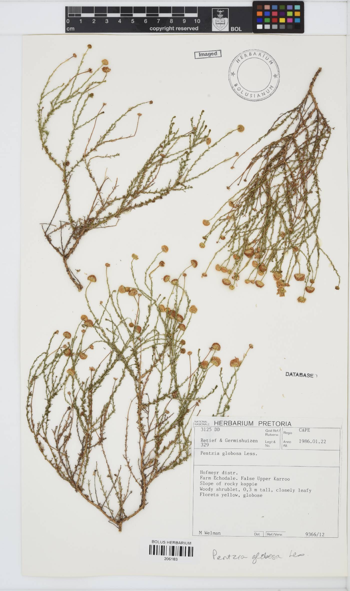 Pentzia globosa image