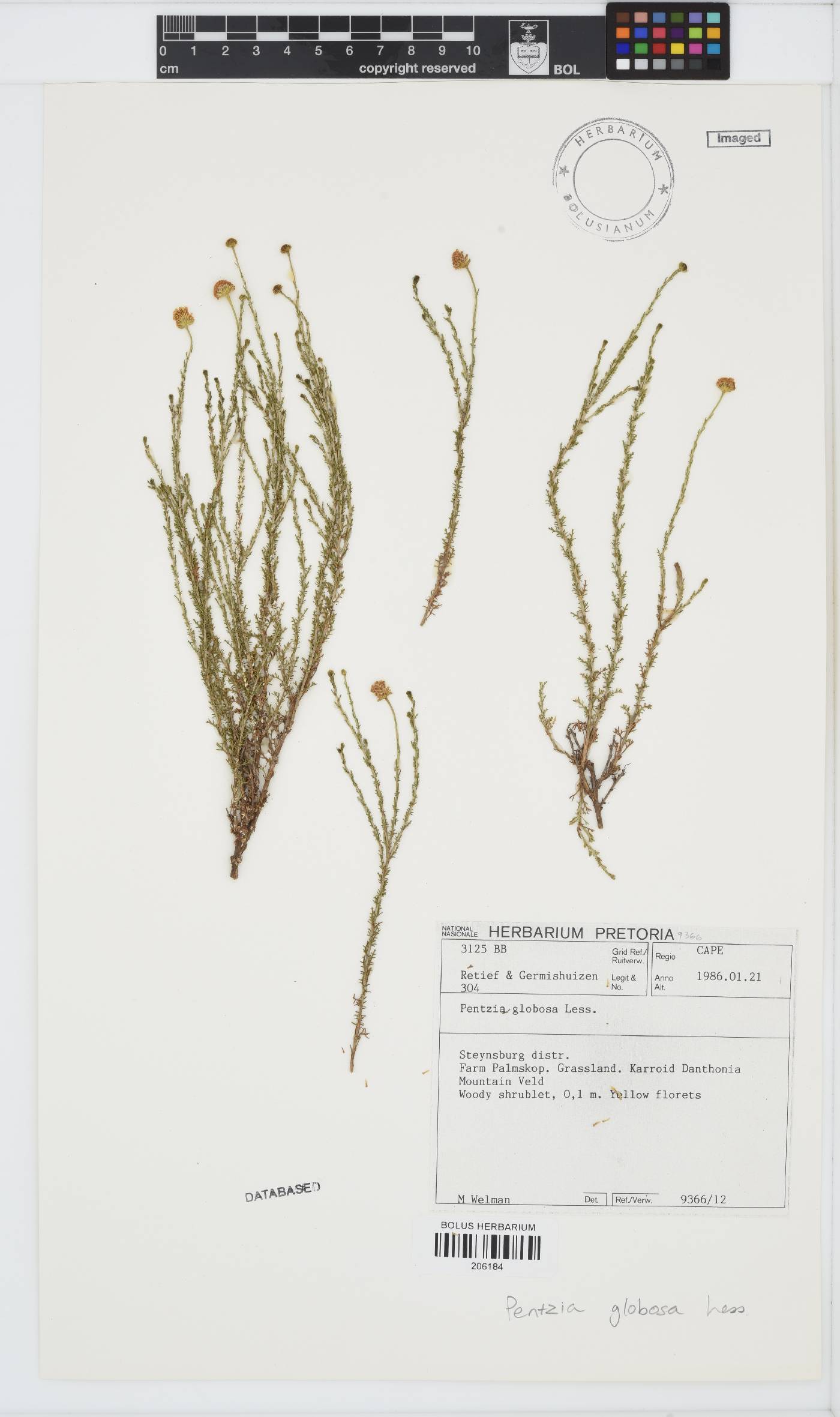 Pentzia globosa image