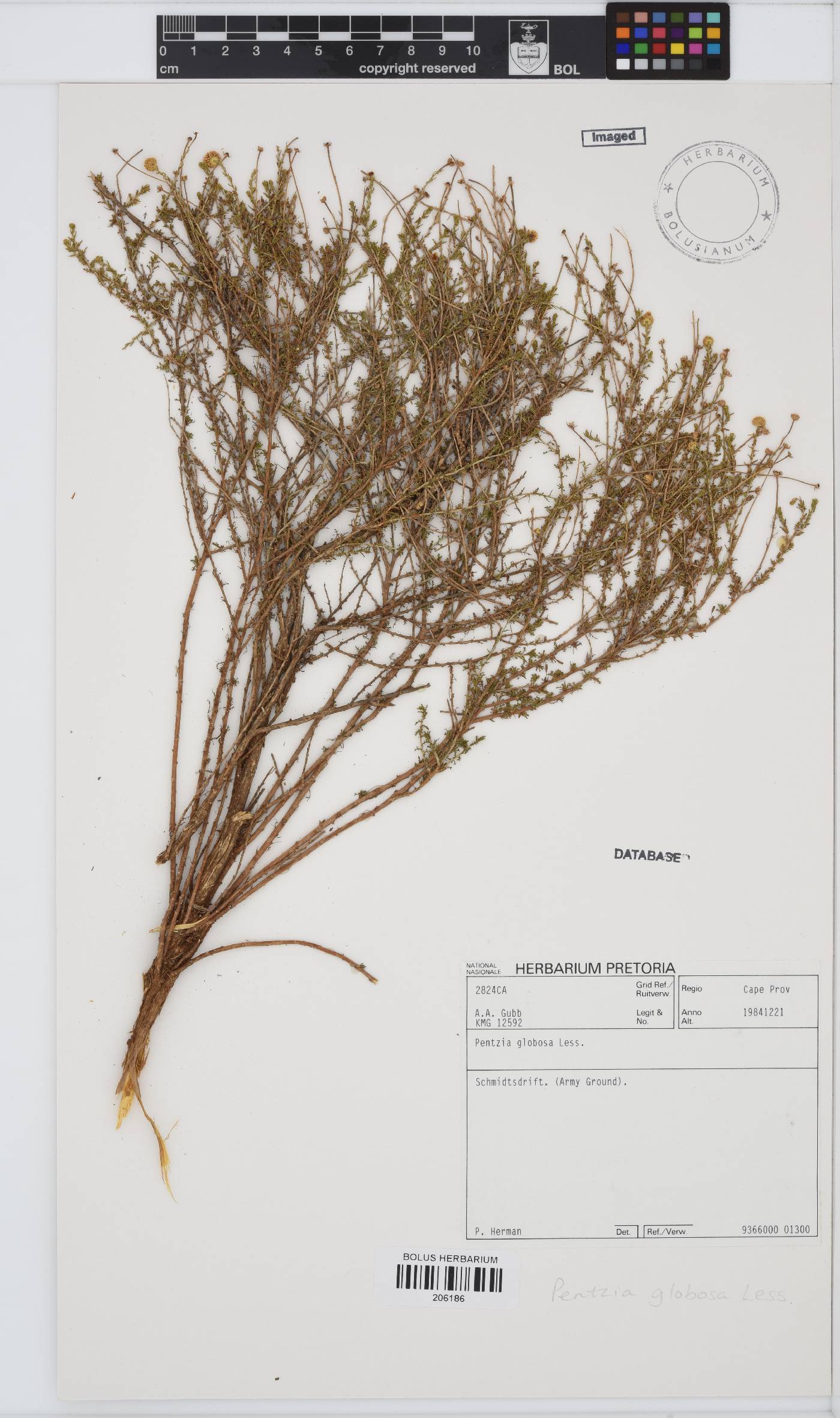 Pentzia globosa image