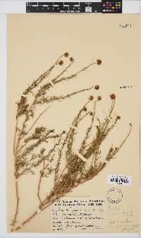 Image of Pentzia pinnatisecta
