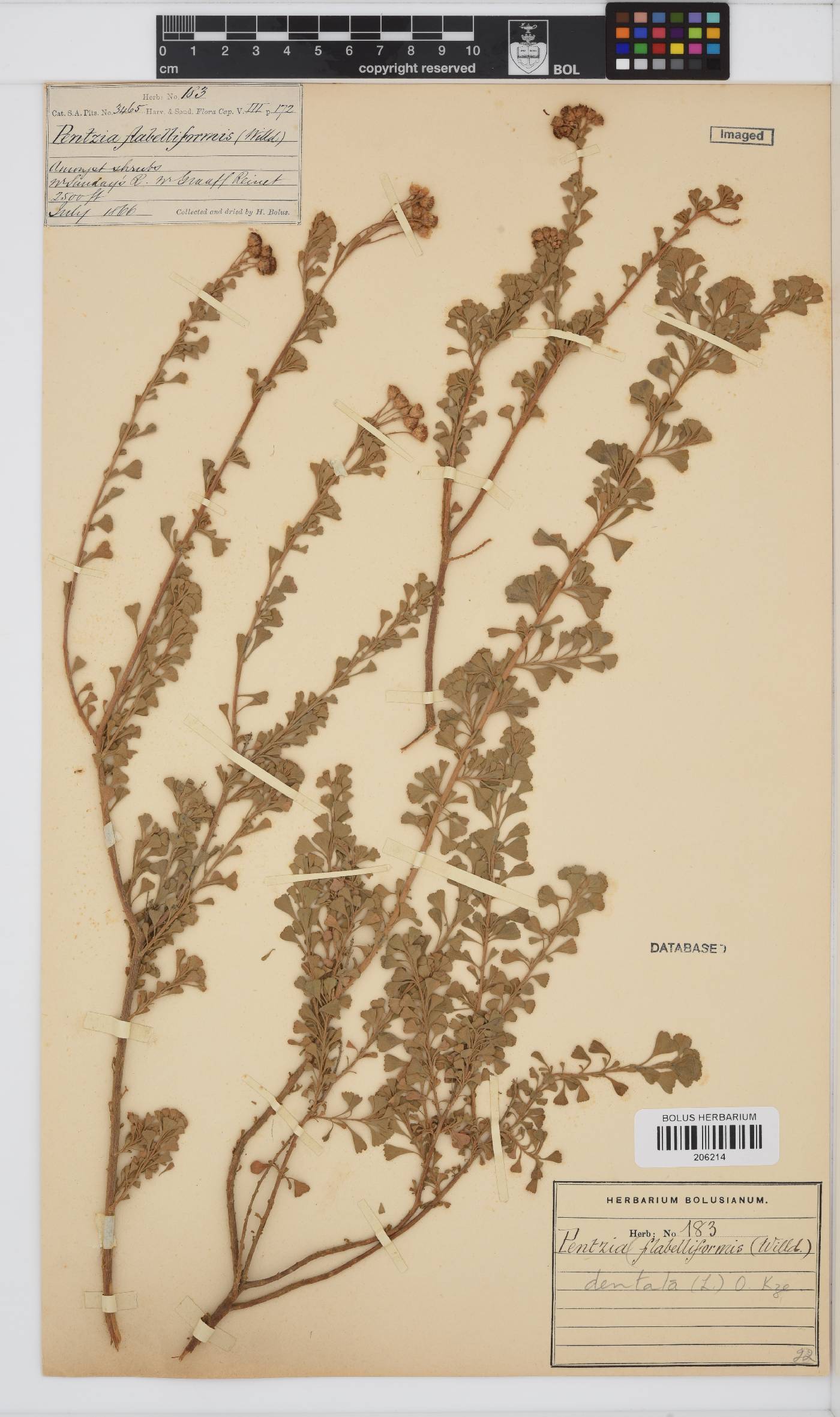 Pentzia dentata image