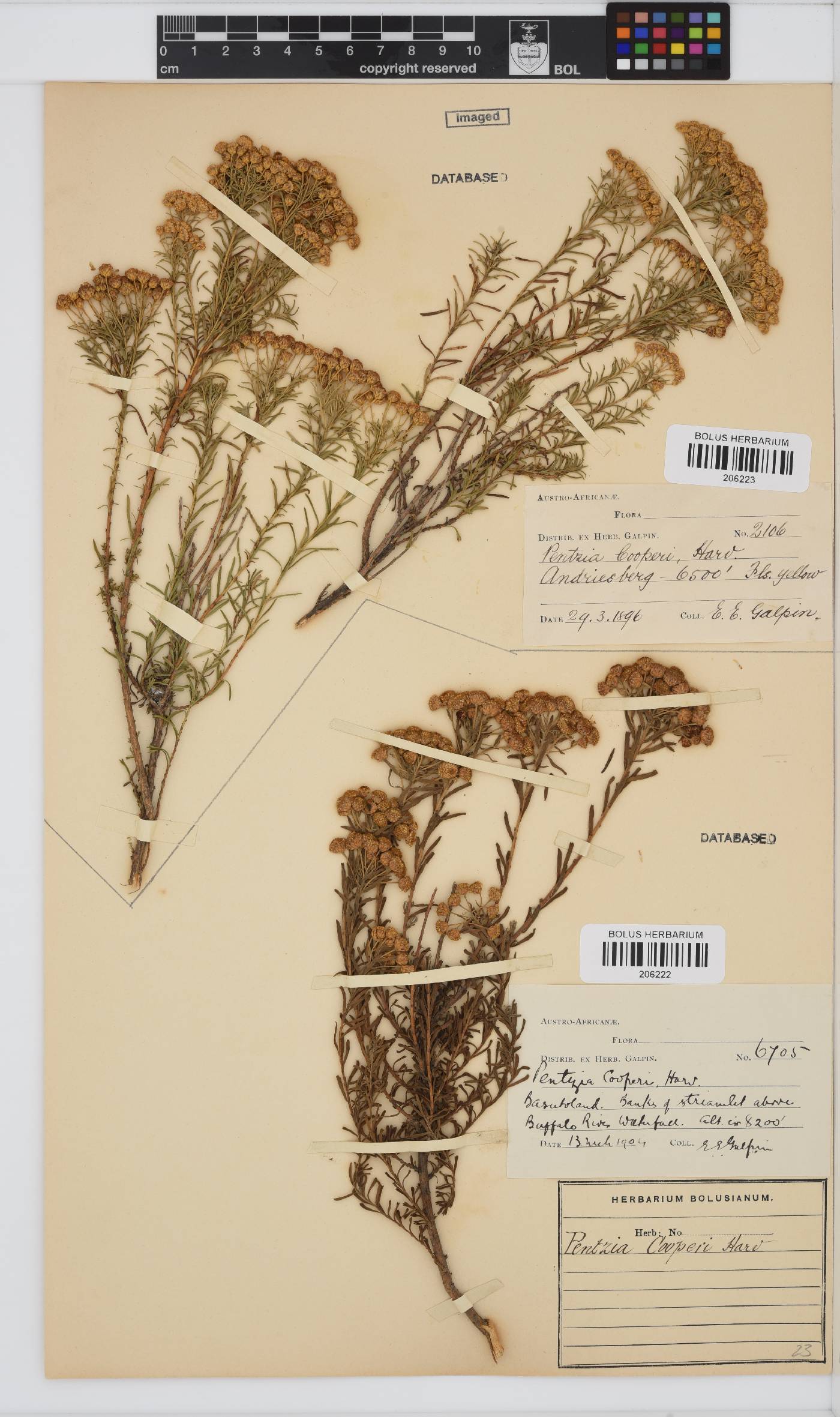 Pentzia cooperi image