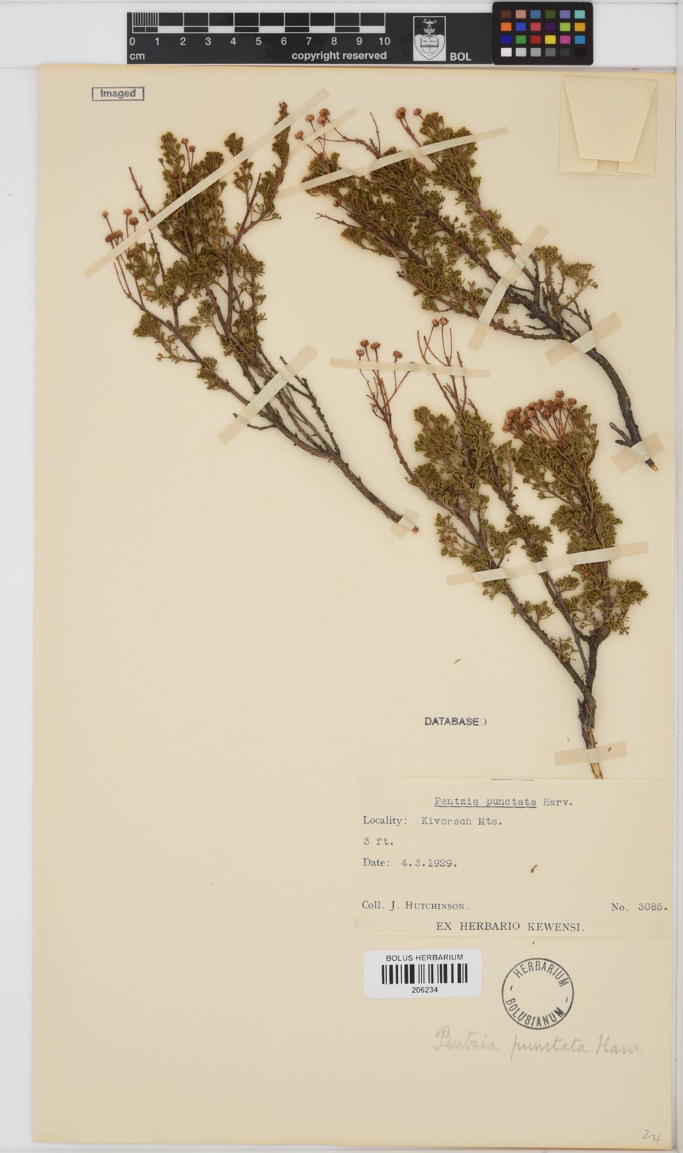 Pentzia punctata image