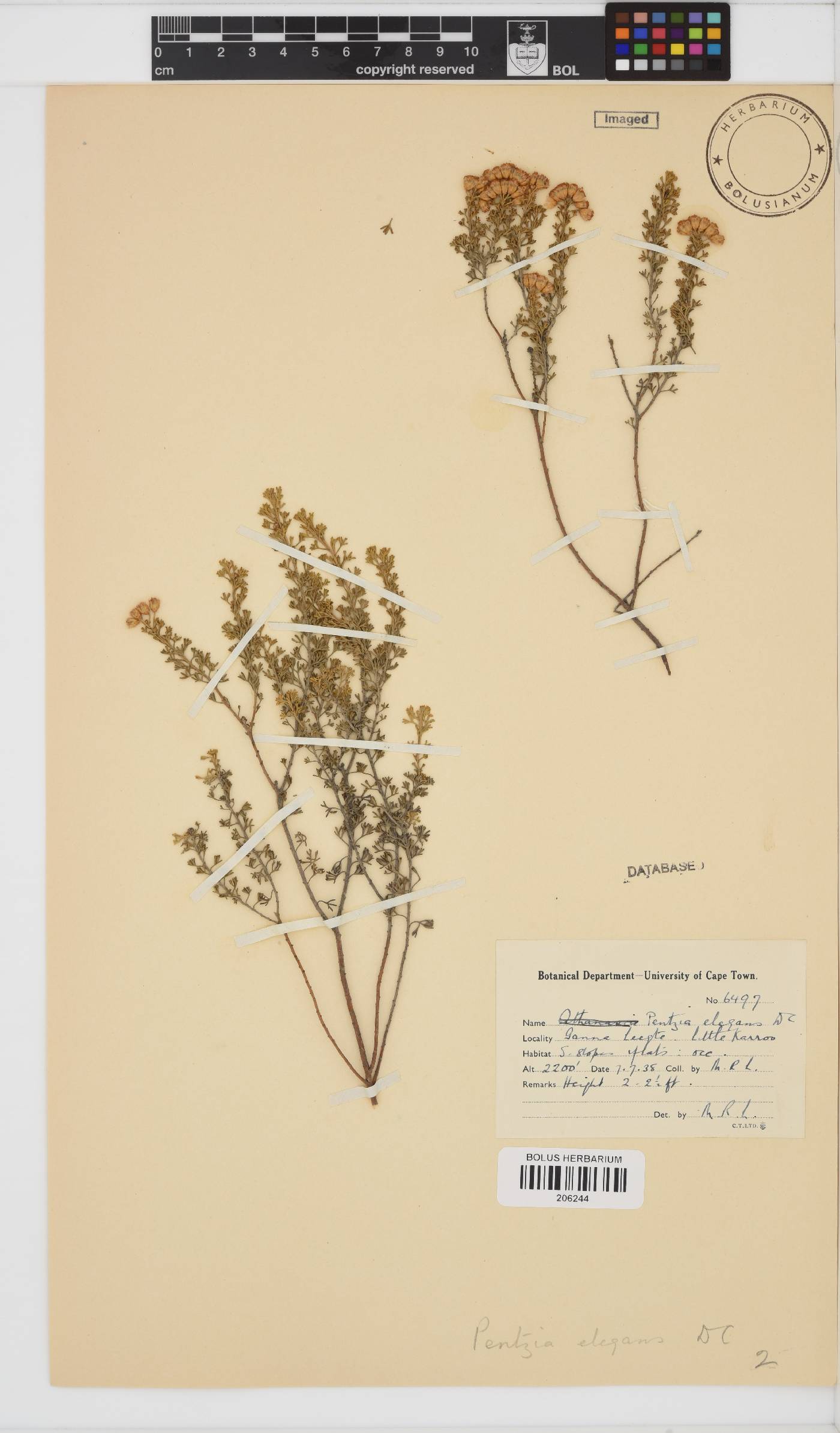 Pentzia elegans image