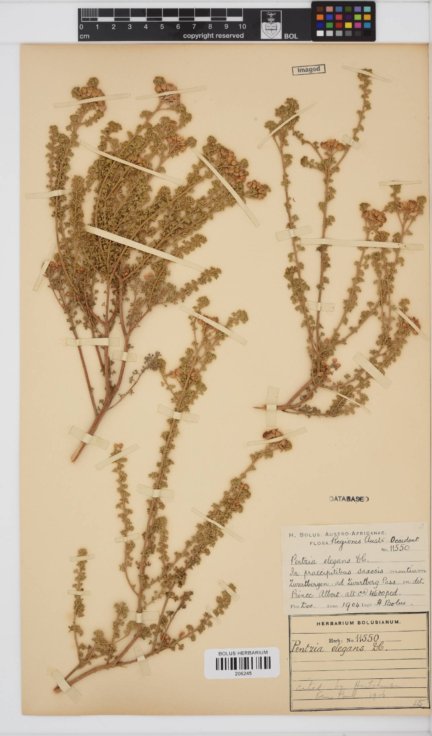 Pentzia elegans image