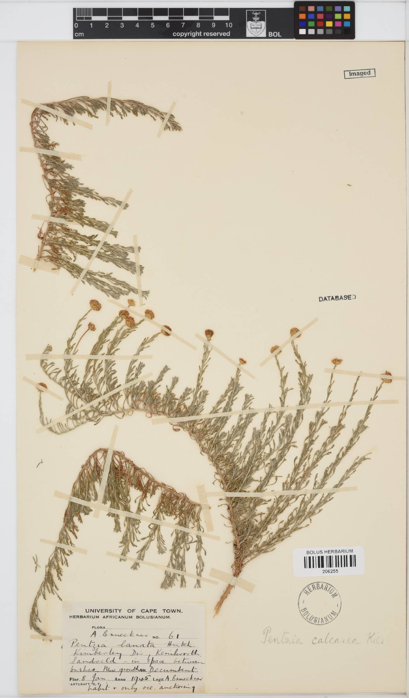 Pentzia calcarea image