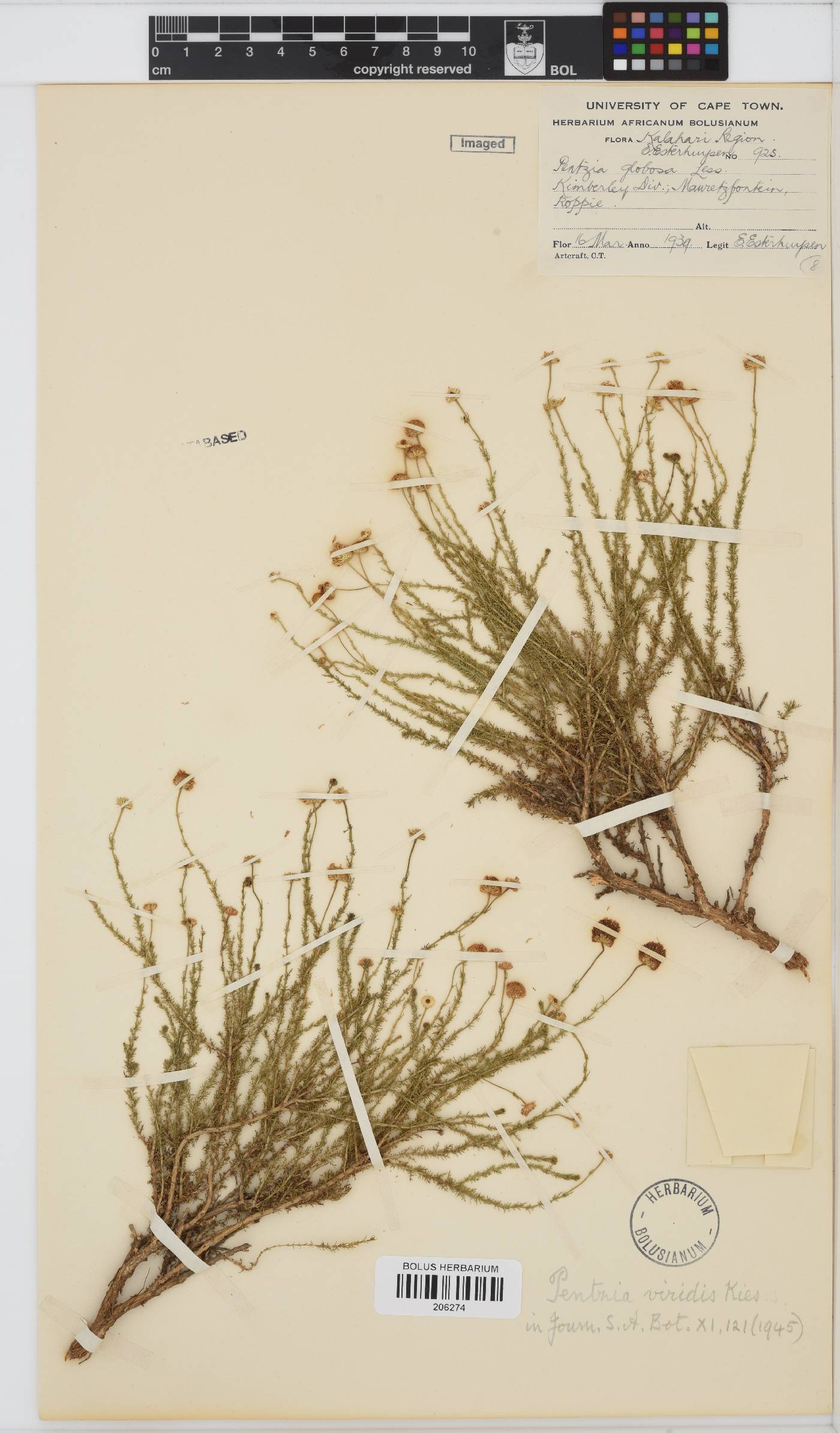 Pentzia viridis image
