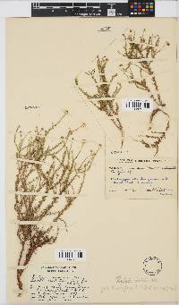 Pentzia viridis image