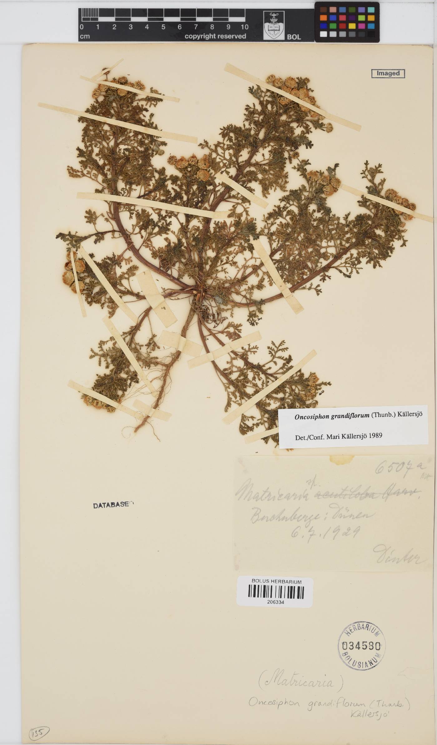 Oncosiphon grandiflorus image