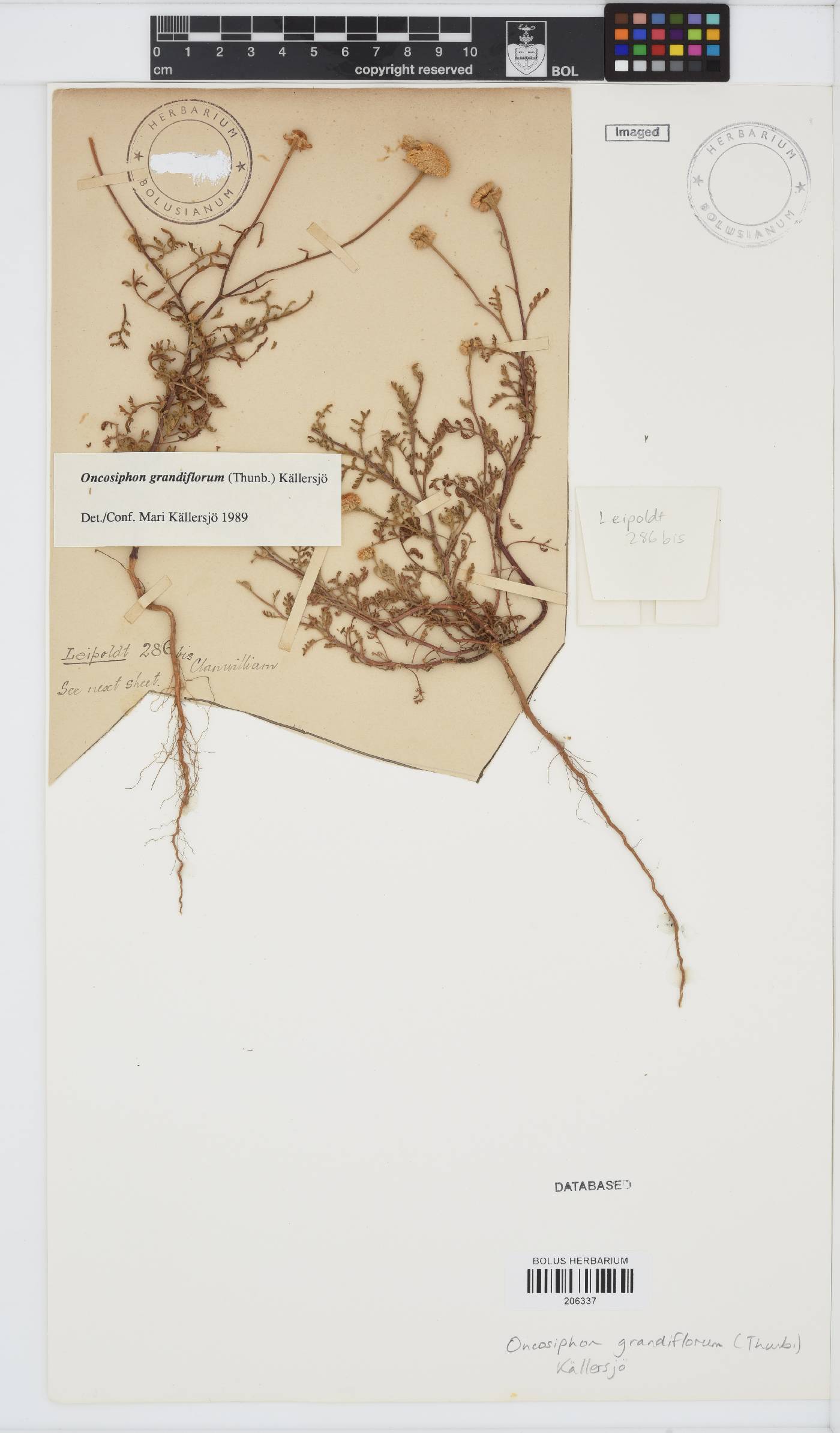 Oncosiphon grandiflorus image