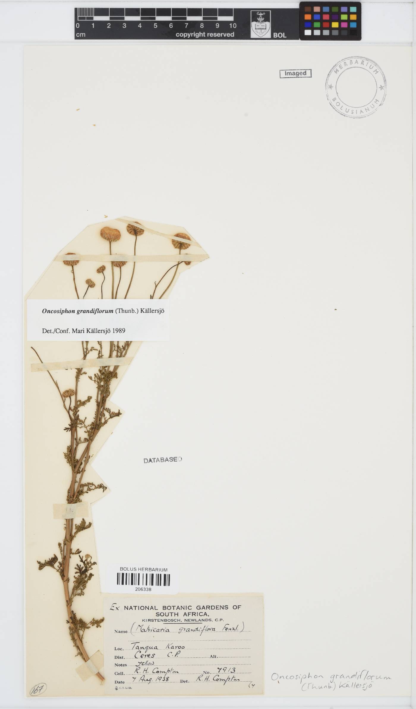 Oncosiphon grandiflorus image