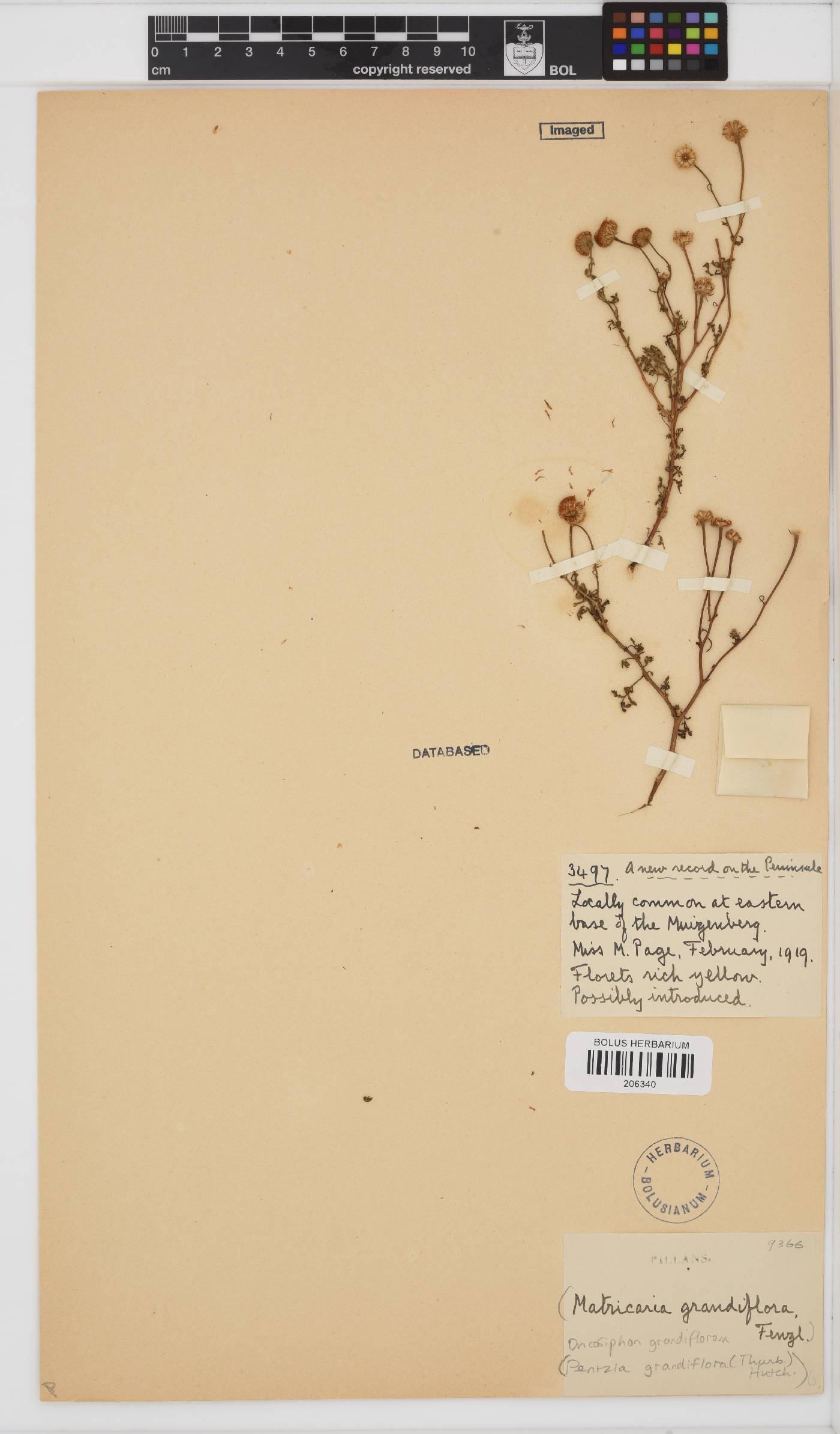 Oncosiphon grandiflorus image