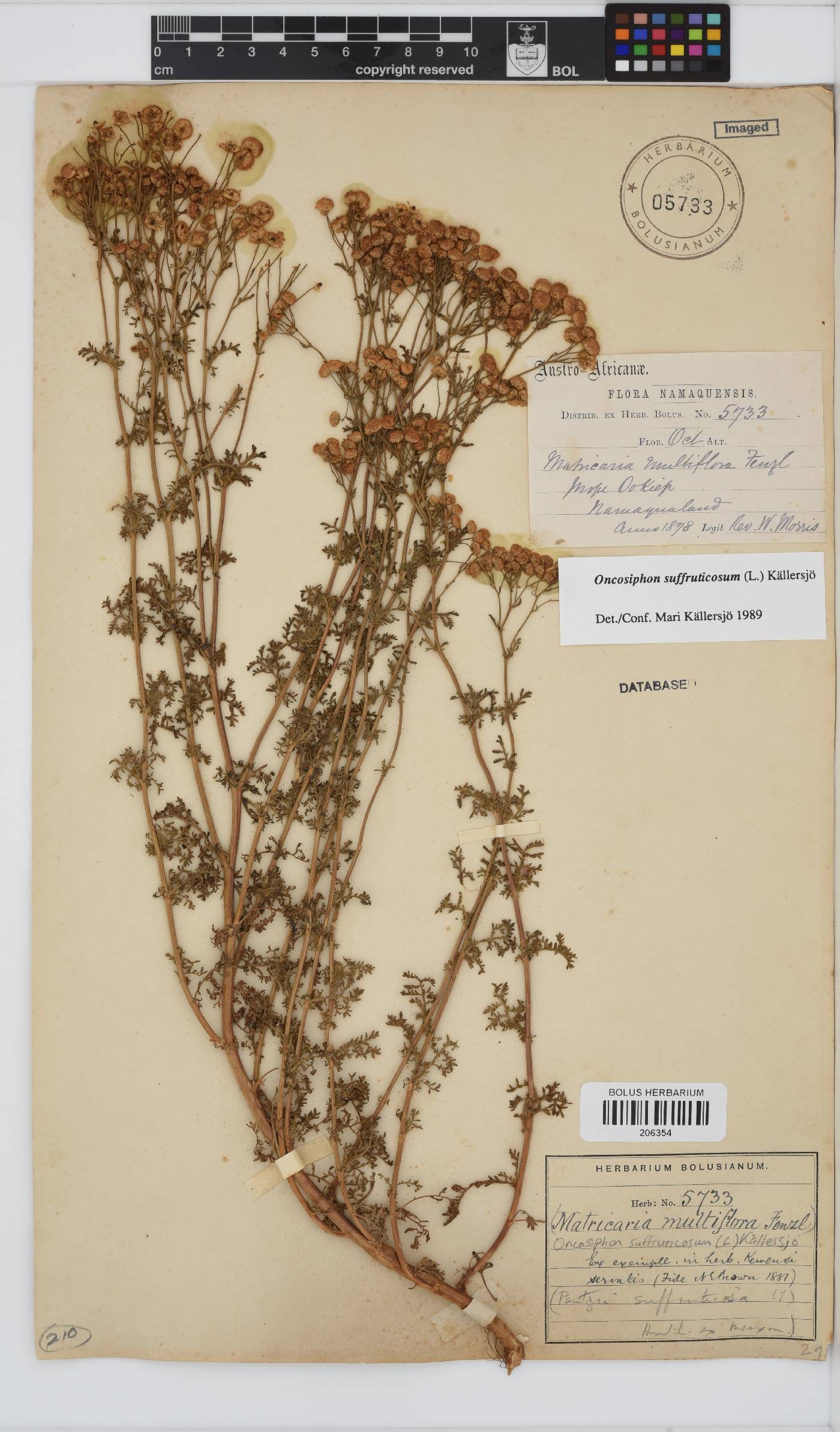 Oncosiphon suffruticosus image