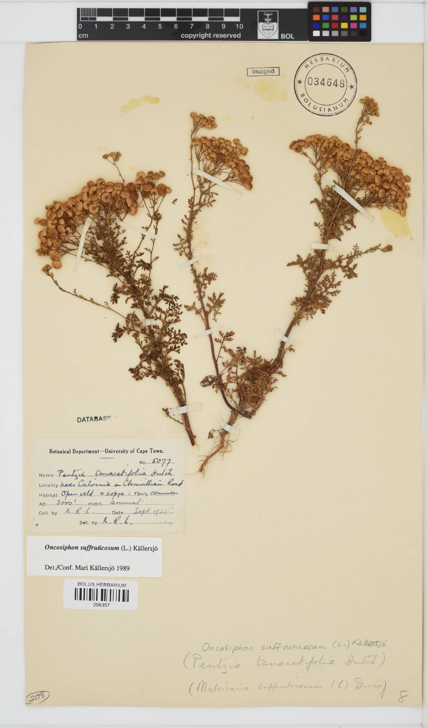 Oncosiphon suffruticosus image