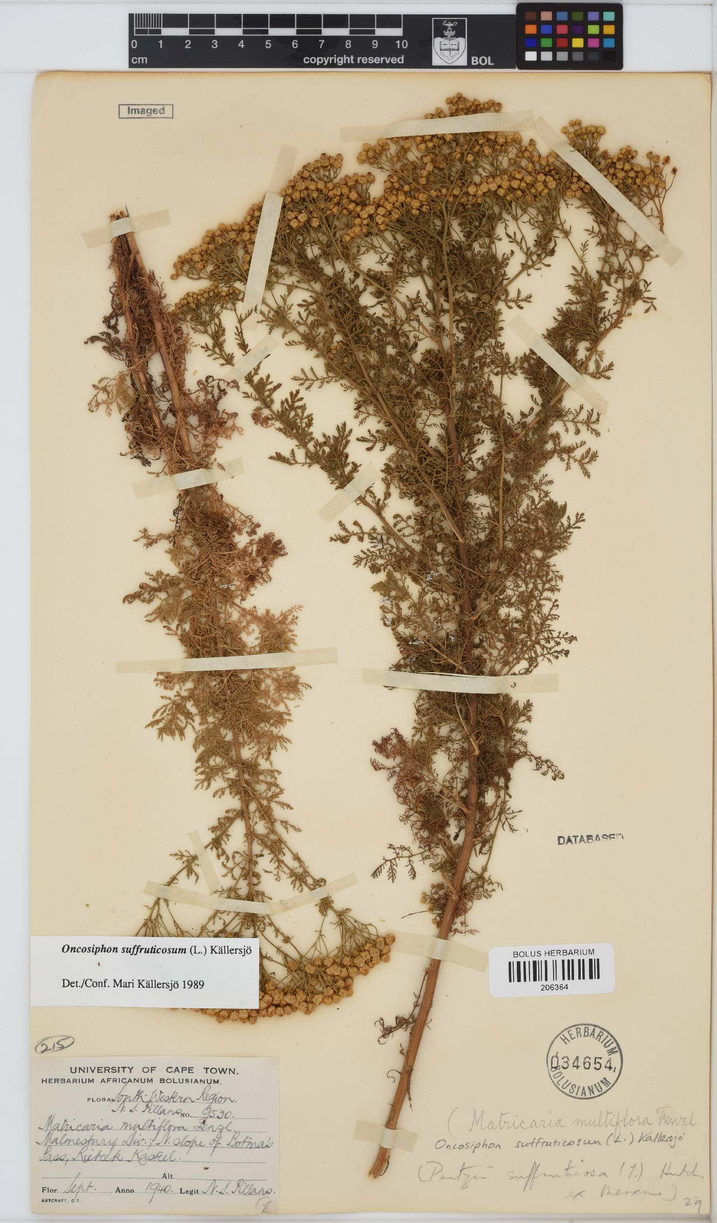 Oncosiphon suffruticosus image