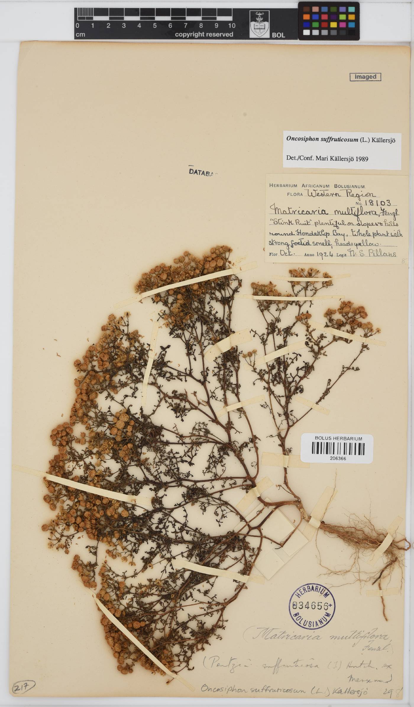 Oncosiphon suffruticosus image