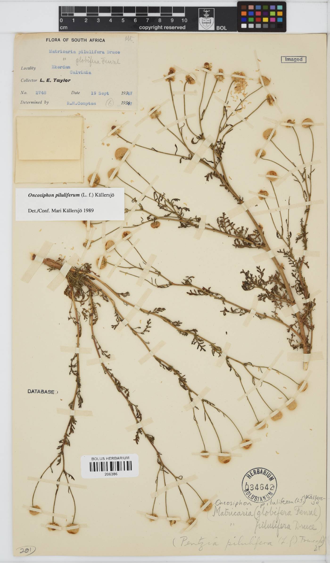 Oncosiphon piluliferus image