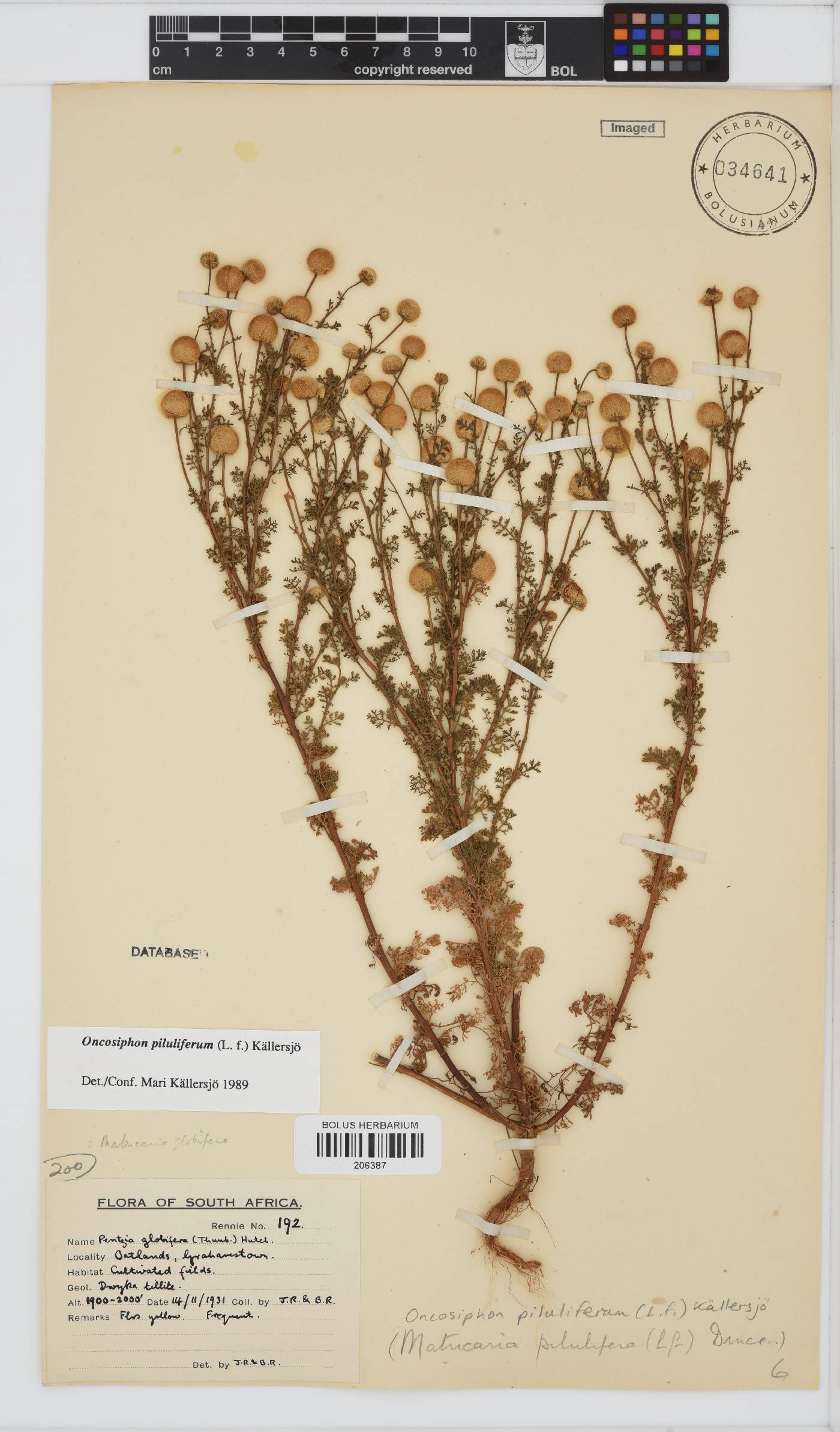 Oncosiphon piluliferus image